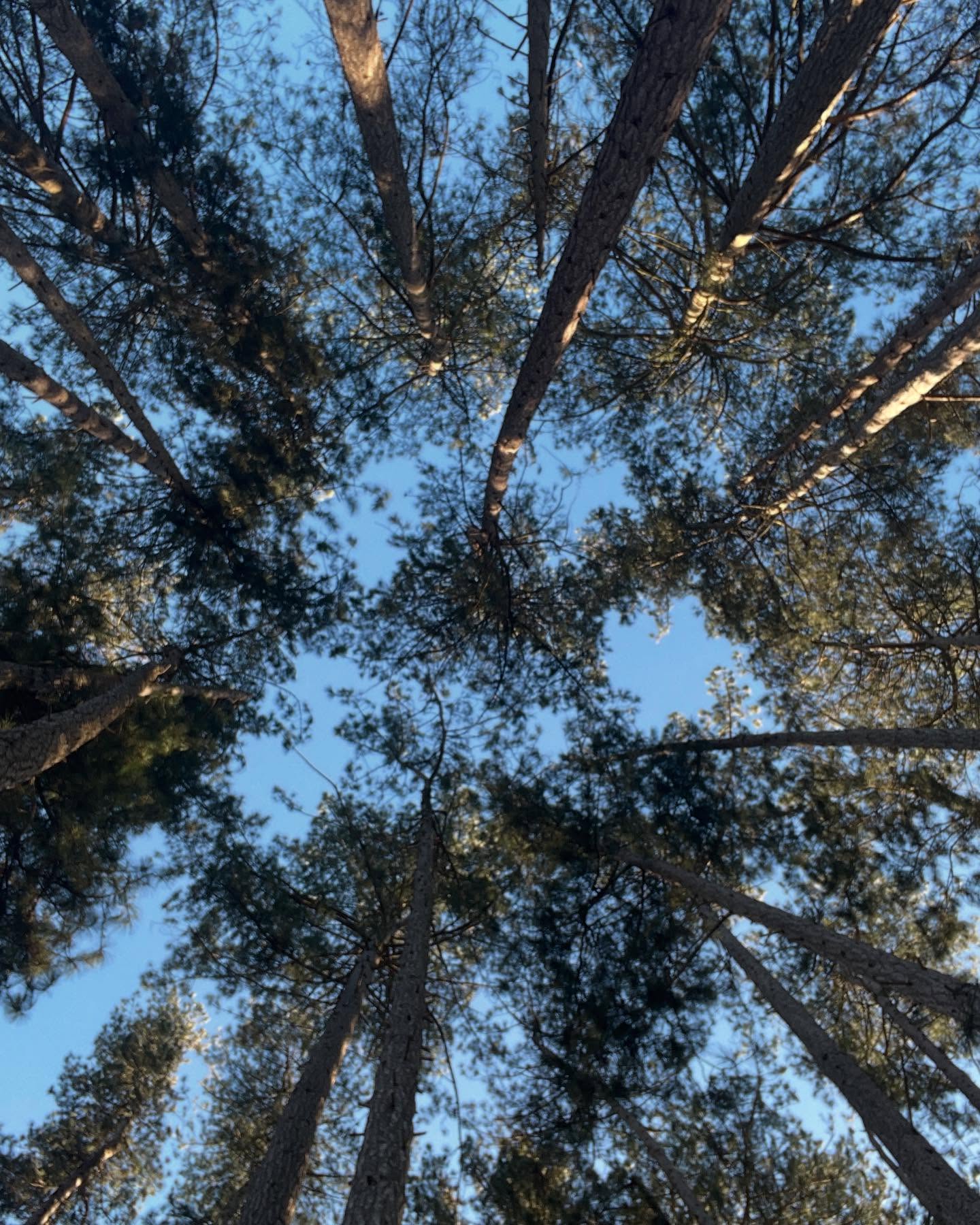 Feeling Lost? Pause. Breathe. Listen.
There’s a beautiful poem by David Wagoner called Lost, which speaks to the power of stillness when we feel adrift:
“Stand still. The trees ahead and bushes beside you
Are not lost. Wherever you are is called Here,
And you must treat it as a powerful stranger,
Must ask permission to know it and be known.”
So often in health and wellness, we chase answers, new routines, new transformations—always searching for the “right” way. But sometimes, the best thing we can do is pause. Instead of fighting to figure it all out, what if you tuned in? What if you truly listened to what your body and mind are telling you?
You are not lost. You are here. And that is enough.
#WellnessJourney #BePresent #HealthAndWellbeing #MindfulLiving #HolisticHealth #FunctionalHealth #MidlifeWellness #CTICoach #WellbeingCoach #UKCoach #HealthCoachUK #SelfCareMatters #ConsciousLiving #MenopauseWellness #HealthyHabits #VitalityAtAnyAge #WomenOver40 #ThrivingNotSurviving #PhoenixWellness #MindBodyConnection #PauseAndBreathe