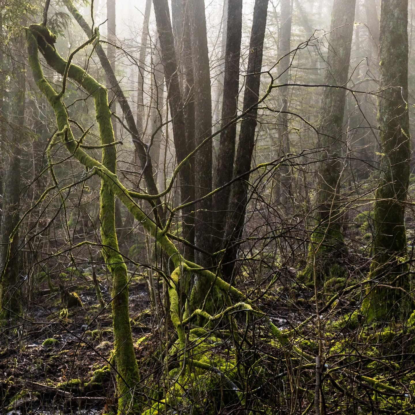 Forest light.
#innature
#innaturephotos
#forestlight
#intheforest