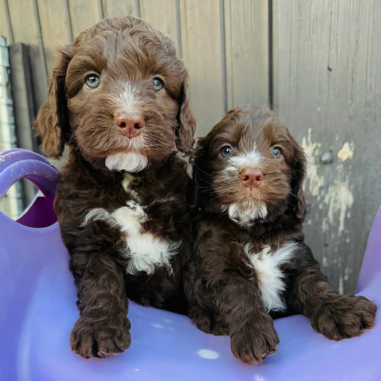 🐶Åpent hus🐶
Ønsker du å lære mer om cobberdogs? Eller kanskje bare ta en hyggelig hundeprat? Ta turen innom oss!
Hver helg holder vi åpent hus fra klokken 12 til 14, både lørdager og søndager! 🐶
Da får dere muligheten til å hilse på noen flotte avlshunder, samt valper hvis været tillater det😊
Dere får også muligheten til å snakke med oss ansatte, og vi svarer på alt det måtte være - det finnes INGEN dumme spørsmål😊🐶
Det er ingen behov for påmelding, alle er velkomne - både store og små! ❤️
#cobberdog #australiancobberdog #australiancobberdogs #australiancobberdogsofinstagram #cobberdogpuppies #cobberdogsofnorway #kennelnor