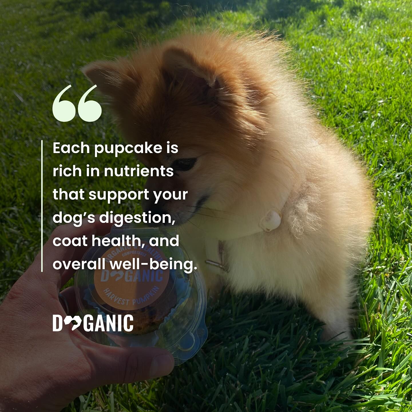 Each pupcake is rich in nutrients that support your dogโs digestion, coat health, and overall well-being. ๐ถโค๏ธ
#doganic