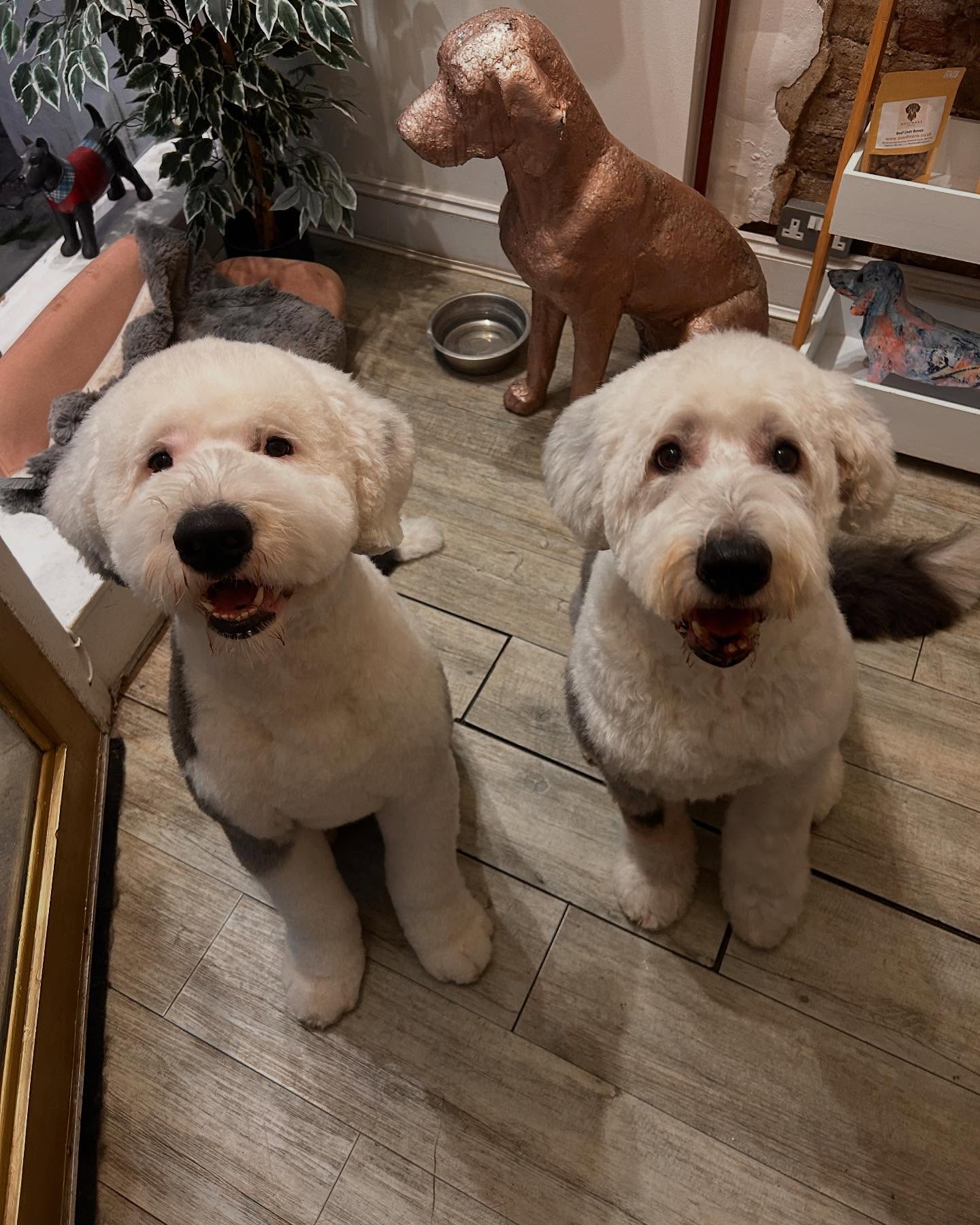 Mako and Billy! 🥰 Both Old English Sheepdogs but two totally different coats 😝
.
.
#woofmans #woofmansdoggrooming #oes #oldenglishsheepdog #doggrooming #doggroomingsalon #brightondogs #brightondogsofinstagram #brightondoggroomers #doggroom