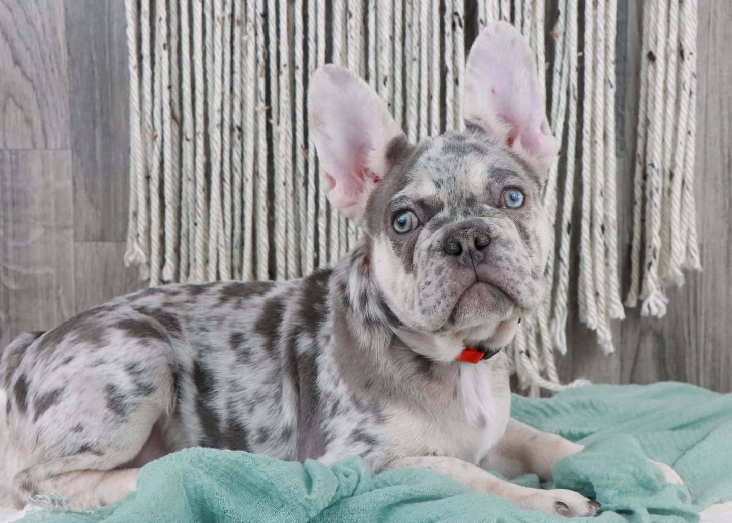 Sweet Presley Has Found His New Home! - We Are Over The Moon Excited For Him! 🧡
#frenchielove #frenchbulldogpuppy #merlefrenchbulldog