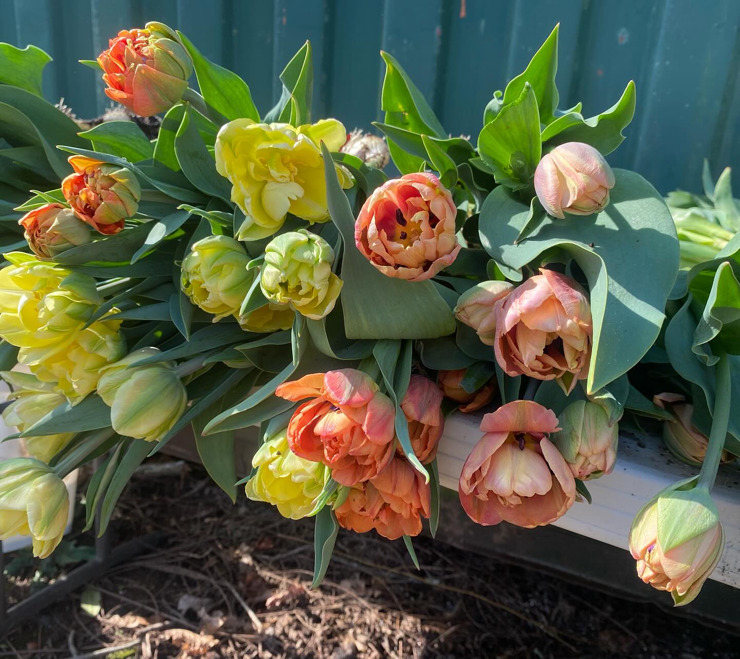 Happy daylight savings time!
Spring is coming and we’ve got more good news! We’re partnering with @handmade_by_lmac at @oneloudoun in Ashburn to bring our CSA shares further east!
Over the last few years, I’ve had a significant amount of requests to add a CSA pickup hub.
@handmade_by_lmac seems like the perfect place. Centrally located in a new bigger space at OneLoudoun, this wonderful small business supports even more small businesses by selling products and hosting creative events by local Loudoun makers!
Check out this fun and colorful store, and if you’re an Ashburn local- sign up for our spring bouquet share and choose the @handmade_by_lmac pickup option! We cant wait to grow for you!
#loudouncountyva #localflowers #shoplocal #shopsmall #daylightsavingtime #spring #springflowers #flowerfarmer