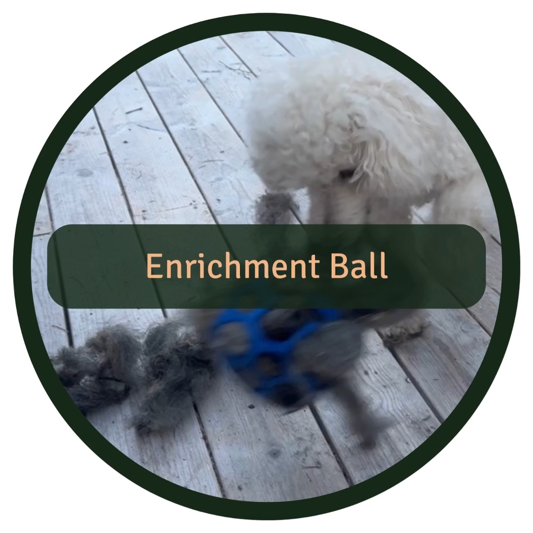 Stuff a "Hol-ee Roller" ball with wool and let your dog explore it 🐾
🐕 Great for dogs who love ripping things!
🌬 Use it outside, the wool has a strong smell!
Why enrichment matters: Dogs need more than just physical exercise, mental stimulation helps prevent boredom, stress, and destructive behavior. Simple activities like this tap into their natural instincts and keep them happy, engaged, and balanced!
#dogenrichment #dogmentalstimulation