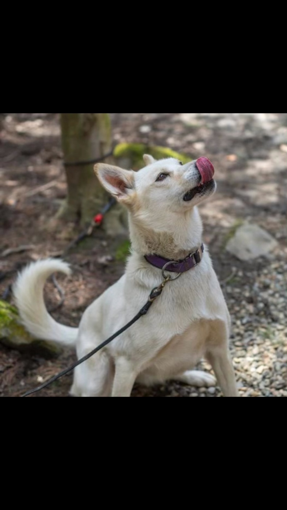 Tongue Out Tuesday with the Hilltown Sleddogs❗️❤️💩#elyseheisephotography #hilltownsleddogs #tongueouttuesday👅 #sleddogsofinstagram #lovemydogs #alaskanhusky