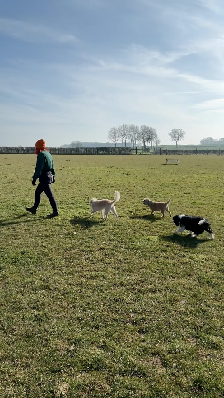yay for sunny days ☀️.
.
.
.
.
#dog_features #dogsofinstaworld #dogs_of_instagram #dogoftheday #dogsofinstagram #dogstagram #doglover #dog #dogs #doggy #doggo #doge #doggies #doggie #cute #dogwalker #dogwalking #norwichdogwalker #dogwalkernorwich #norwich #norfolk #dogpark #graciesdogwalkingservice