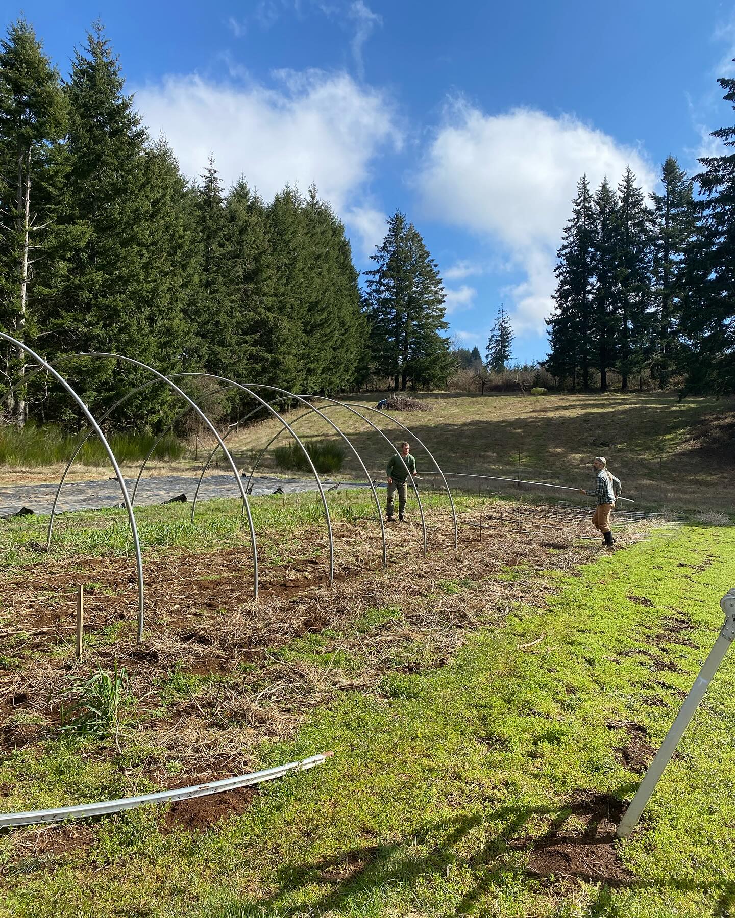 Lots to share these days, but not finding the words or energy right now. We’re loving the warmth of these sunny days, helping in putting food in motion for an abundant season. So many beautiful varieties that we can’t wait to experience and share with you.
Our CSA and Market Shares are available on our website. Or better yet, come find us at the @silvertonfarmersmarket this Saturday from 10:00-12:30. We’ll have our own goat meat, herbal tea, and other goodies, as well as @brownbottlefarm mushrooms and @vissersendivessilverton endive!