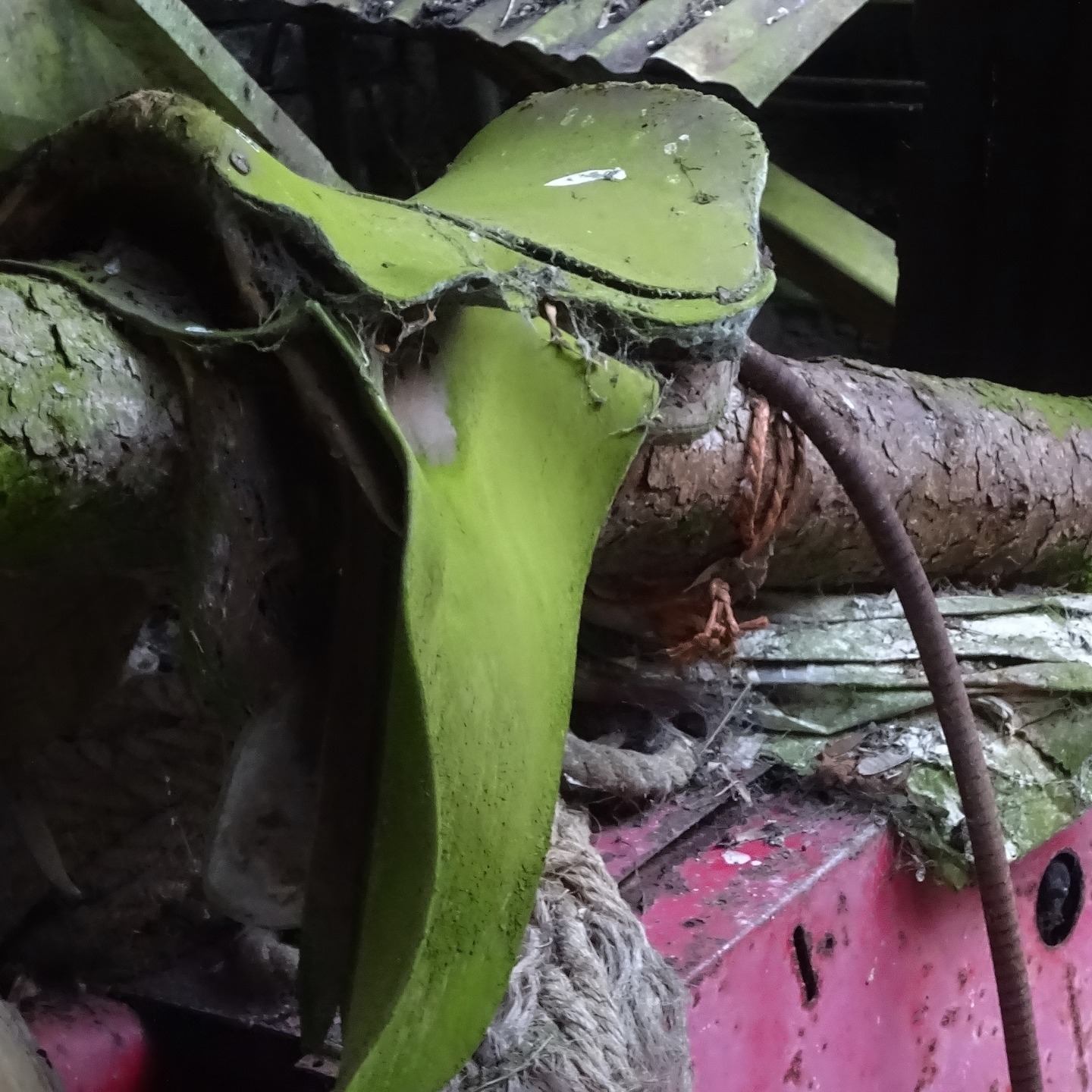In March 2016 my dear late twin brother Paul and I walked the river Edw in Mid-Wales from source to the Wye. A left bank tributary of the Wye it flows around Aberedw into the river. Before reaching the Wye, we ascended to Aberedw Rocks and set about exploring the hill and area. The rocks were full of crags and sedimentary layers and great views as depicted here with the central Brecon Beacons in the distance. As we explored, we came across an old shed full of old horse tack. There was an old saddle covered in tiny moss particles and horse bits to name a few items. It reminded us of how farming used to be on the big hills and in the valleys. There were no quad bikes – the sound and sense would have been profoundly different. I love going off-piste and discovering these things as did my twin brother. They’re portals through which a great deal can be seen - there’s a natural museum out there. So, next time you’re out and about step off trail and get tucked into the hills. You never know what you may find. #horsetack #horsepower #aberedw #aberedwrocks #oldfarming #oldfarmingequipment #walescollective #naturetones #midwales #hillsofwales #hillwalking