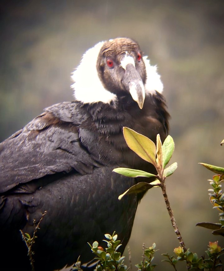 What a welcome to the Purace National Park! The Andean Condor “Guambia” braved the rainy conditions to pay is a visit at the condor rock.
#pnnpuracé
#visitcolombia
#colombia🇨🇴