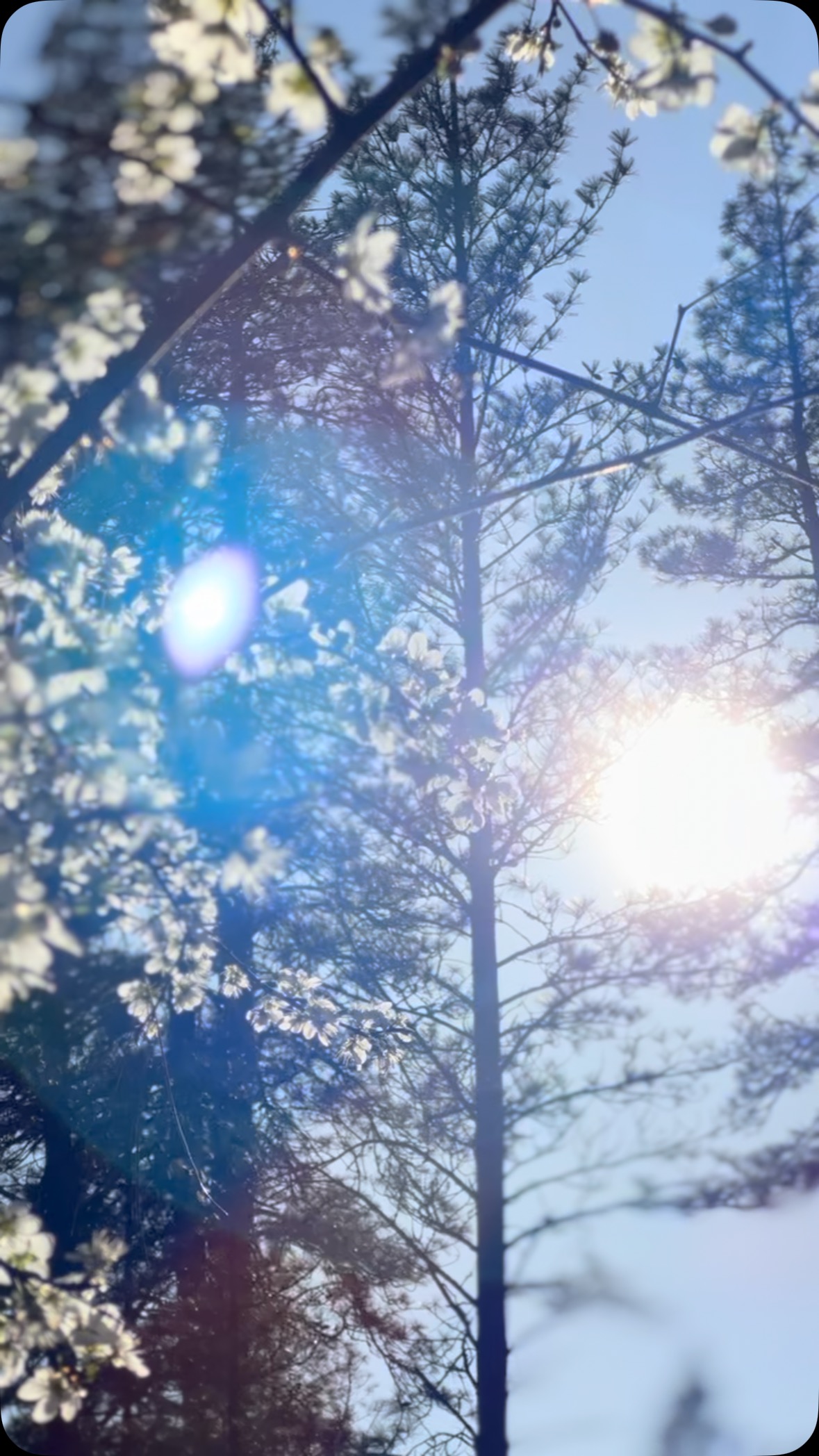 Happy 2025!! Opening weekend at Camp Lotus, couldn’t be more excited for the season. This will be our 56th YEAR!! 💚 🏕️ #southforkamerican #rivercamping #eldoco