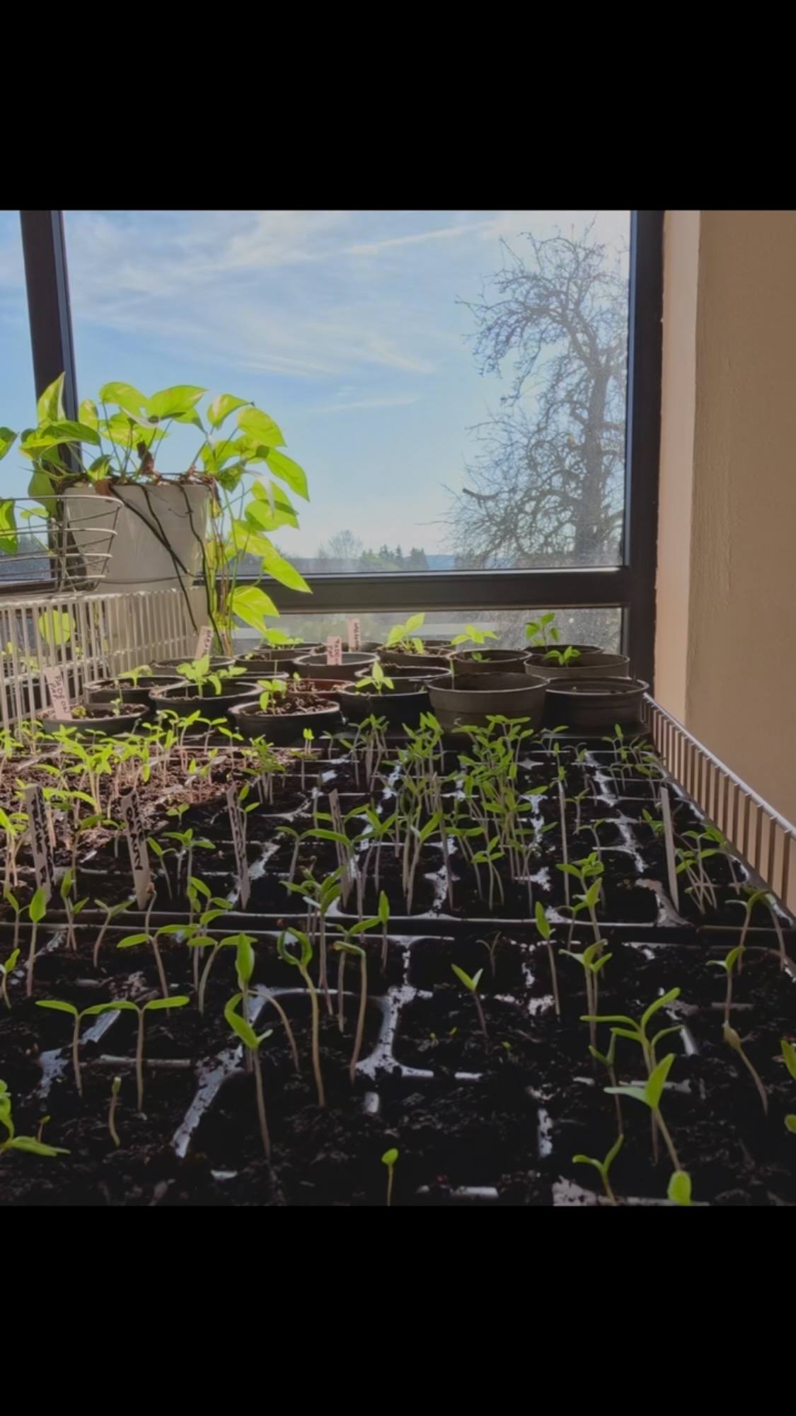 Let it grow….unglaublich wie schnell Jungpflanzen wachsen oder? Gefühlt kannst du zusehen während du daneben stehst! Und zusiehst wie sie in der Sonne tanzen ☀️
Saatgut ist mega wichtig und ist ein wesentlicher Bestandteil unserer Selbstbestimmtheit.
Alle unsere Pflanzen sind Samenfest. Ihr könnt also alle Samen unserer Tomaten, Paprika &Co selber nachziehen. Das ist Freiheit in unserer Ernährung
Das funktioniert mit Gemüse aus dem Supermarkt zB. nicht wirklich. Diese sind häufig Hybridsorten die sich nicht vermehren lassen. Aber wie tragisch wäre es wenn wir uns damit selber in eine Abhängigkeit begeben die überhaupt nicht sein müsste. Und das auf Kosten der Vielfalt.
Wisst ihr wie viele Tomaten Sorten es gibt ????
Es sind über 15.000 !!!! Verrückt oder? Und wie viele davon gibt es im Supermarkt zu kaufen ?
Und ähnlich verhält es sich mit allen anderen Gemüsesorten.
Darum ist es unglaublich wichtig diese Vielfalt zu erhalten.
Überlegt mal wie krasse Geschmacksunterschiede es dabei gibt!
Hört niemals auf Neues zu entdecken. Egal ob als Kind oder Erwachsener, unsere Welt hat so unglaublich viel zu entdecken!
#planet #gemüse #pflanzen #growth #ernährung #essen #tomaten #food #permakultur #passau #regional #farmlife #bauernhof #vielfalt #bio #gesund #nachhaltigkeit #kids #bunt #diy