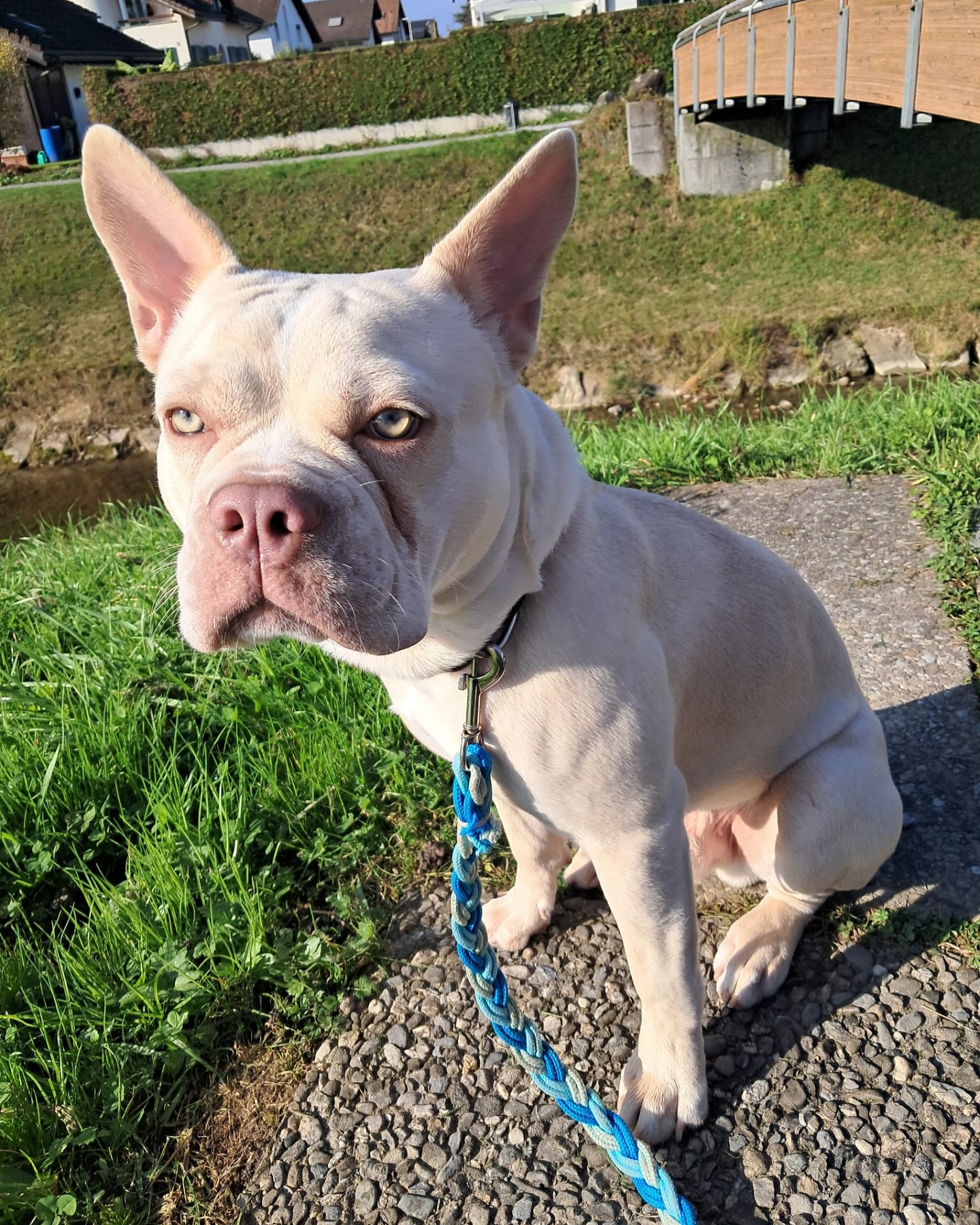 Eden 🥰❤️
#Nachzucht in der Farbe Platinum. 💎
Echt ein wunderschöner und stattlicher Rüde. 😍
#CDDYfree #AlphaBully #sportlichebulldogge #französischebulldoggen #bulldoggswithnoses #bullymitnase #healthyfrenchie #frenchiesofinstagram #sportlichefrenchies #nasenbär #retrofrenchie #huskyfrenchie #französischebulldogge #französischebulldoggedeutschland #französischebulldoggeschweiz #bullysmitnase #frenchiebreeder #bulldoggezüchter