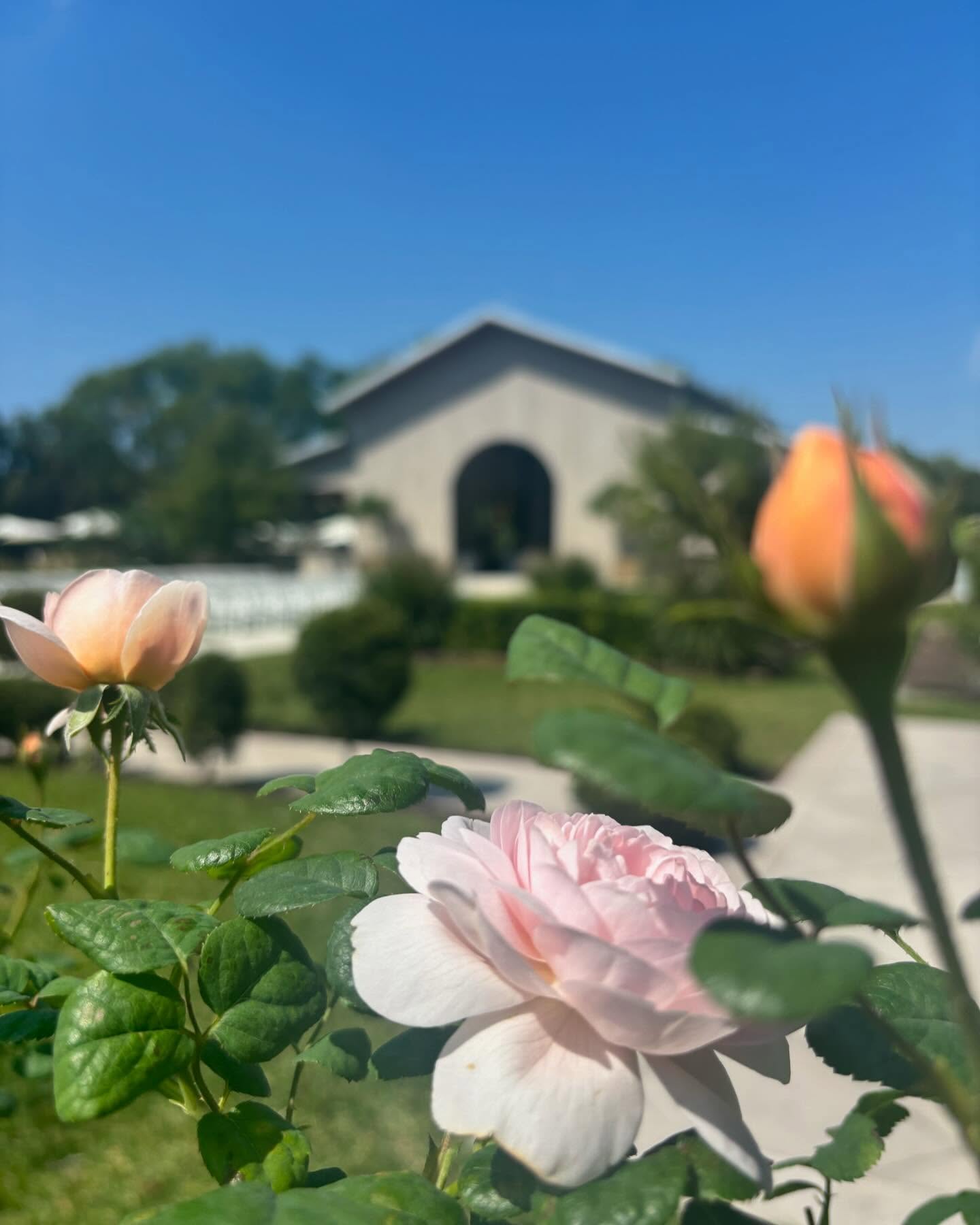 Another beautiful day @whitetrailclub … Queen of Sweden doing what she does best. Our rose field is full of healthy Florida loving rose bushes- ready for take home. Grow your own right at home!
Open Wednesday to Sunday. Hours can be found at the
link on our homepage www.whitetrailjupiter.com
#nature #rosefarm #flowerpower #fieldfresh #growyourown #garden #edibleflowers #cutflowers #bloomandgrow
@david_austin_roses @whitetrailclub @soilandstemsfloral