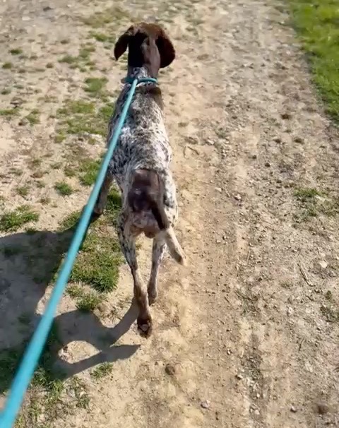 Remember Mona? Mona was rescued with a broken pelvis and it turned out that there was more damaged. The vet had to remove the head of the fermor bone (femoral head ostectomy). After some time with the vet to recover, Mona arrived at Ivana's shelter 13-02-25. Since then Ivana is walking with Mona daily. Mona is a very happy dog at the moment and she is walking better and better every week. Today we got this video and pictures. You can she how she is improving walking again with this leg. Little wobbly but she is using it well and is building muscles slowly. Way to go Mona!
#dontshopadopt#gspoftheday #gspcommunity#germanshorthairedpointerlovers #germanshorthairedpointerlovers #pointerlovers #gspcommunity #pointerlove #germanshorthairedpointer #birddog #pointersofinstagram #gsprescue #gspworld #gsp #gsplife #gsploverig #gsplovers #gspsofinstagram #gspuniverse @lydia_lidach #rescuedog #rescuedogsofinstagram #rescuedismyfavoritebreed#deutschkurzhaar