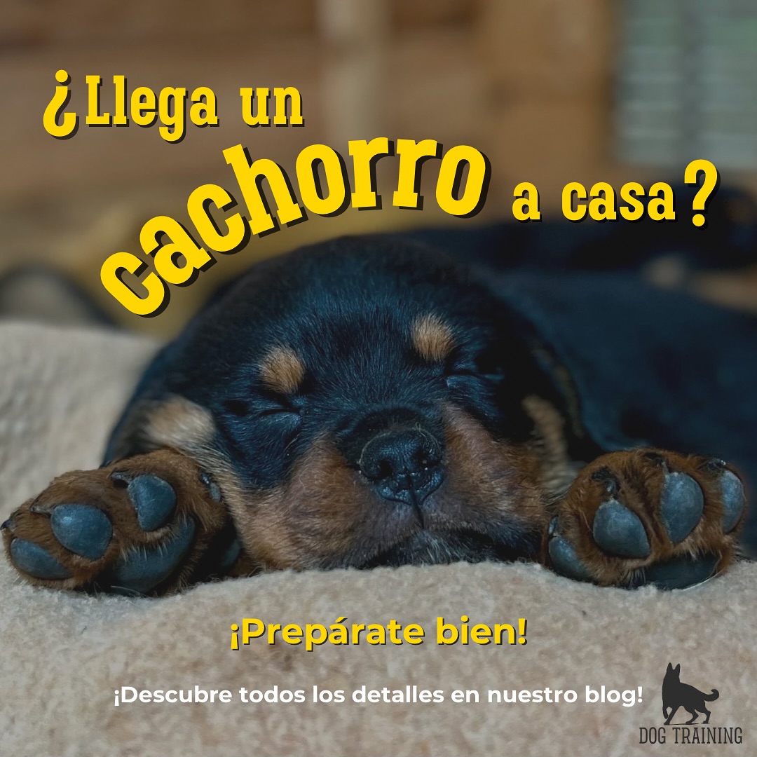 ¿Llega un cachorro a casa? ¡Prepárate bien! 🏡🐶
La llegada de un nuevo miembro a la familia es un momento emocionante, pero también requiere planificación y paciencia. 🐾💛
En nuestro blog te damos una guía completa para que su adaptación sea lo más fácil y armoniosa posible. Desde los primeros pasos en casa hasta cómo establecer rutinas adecuadas. ✨
📖 Descubre todos los detalles aquí:
🔗 www.thedogtraining.es
💬 Cuéntanos, ¿cómo fue la llegada de tu cachorro a casa? ¿Qué fue lo más fácil y lo más difícil? Te leemos en comentarios. 👇🐕
❤️ Guarda este post para cuando lo necesites y compártelo con quien esté a punto de recibir a un nuevo peludo en su vida.
#CachorroEnCasa #EducaciónCanina #DogTraining #AdiestramientoCanino #PuppyTraining #perrosfelices