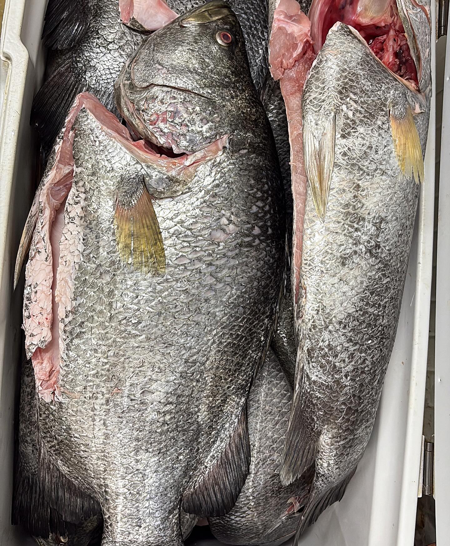 Nombre científico: Lobotes pacificus 🐟🐟
Especie nombre común: berrugate, dormilona., triple cola
Arte o método de captura: línea de mano; espinel 🎣
Lugar de captura:📍vigía ,la Tola Nariño
Embarcación : Lancha (viento y marea) ⛵️
Pueden alcanzar una longitud máxima de 1 m, con una cabeza triangular que no tiene dientes en vómer ni palatino, siendo muy característica una aleta caudal redondeada y unas aletas anal y dorsal redondeadas también en su parte posterior, haciendo que estos peces tengan aspecto de tener una triple cola. Apetecido por su filete carnoso y con una textura blanda y grasosa de color blanco al cocinar .
Se supone que son reproductores pelágicos que abandonan la puesta, con juveniles que se dejan flotar lateralmente semejando hojas, como una forma de camuflaje. @Picarestaurante #faena # #fish #sustainablefish #catchoftheday #foodporn #fresco #pescaresponsable