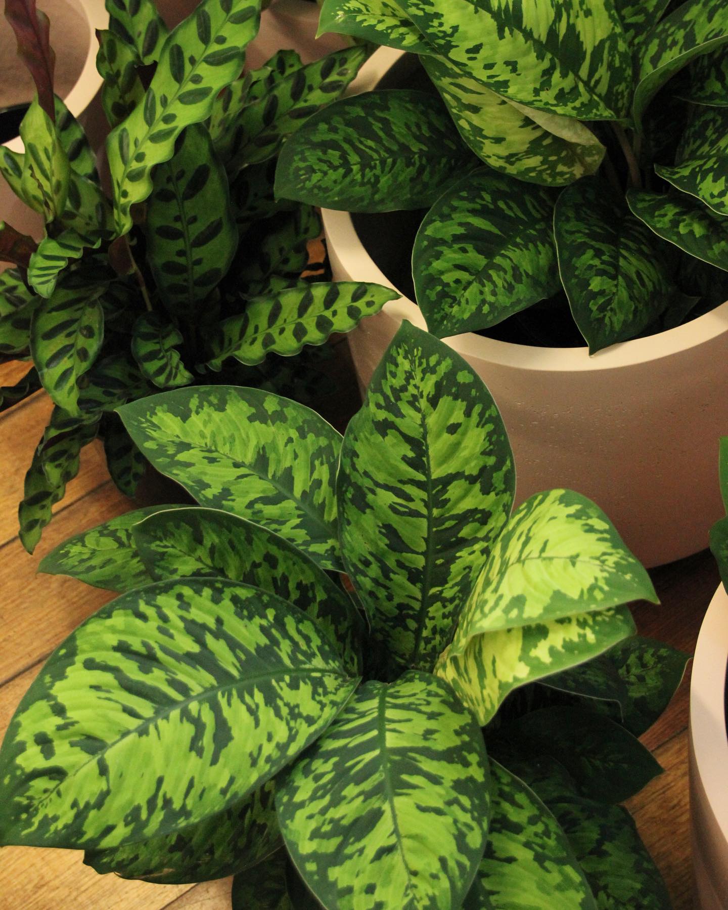 Some beautiful fresh indoor foliage in this week! 🌿 The nursery is bursting with a variety of colours and textures. 🍭👀
#lygonstreet #nursery #brunswick #shoplocal #calathea #ficus #homalomena #schefflera #foliage