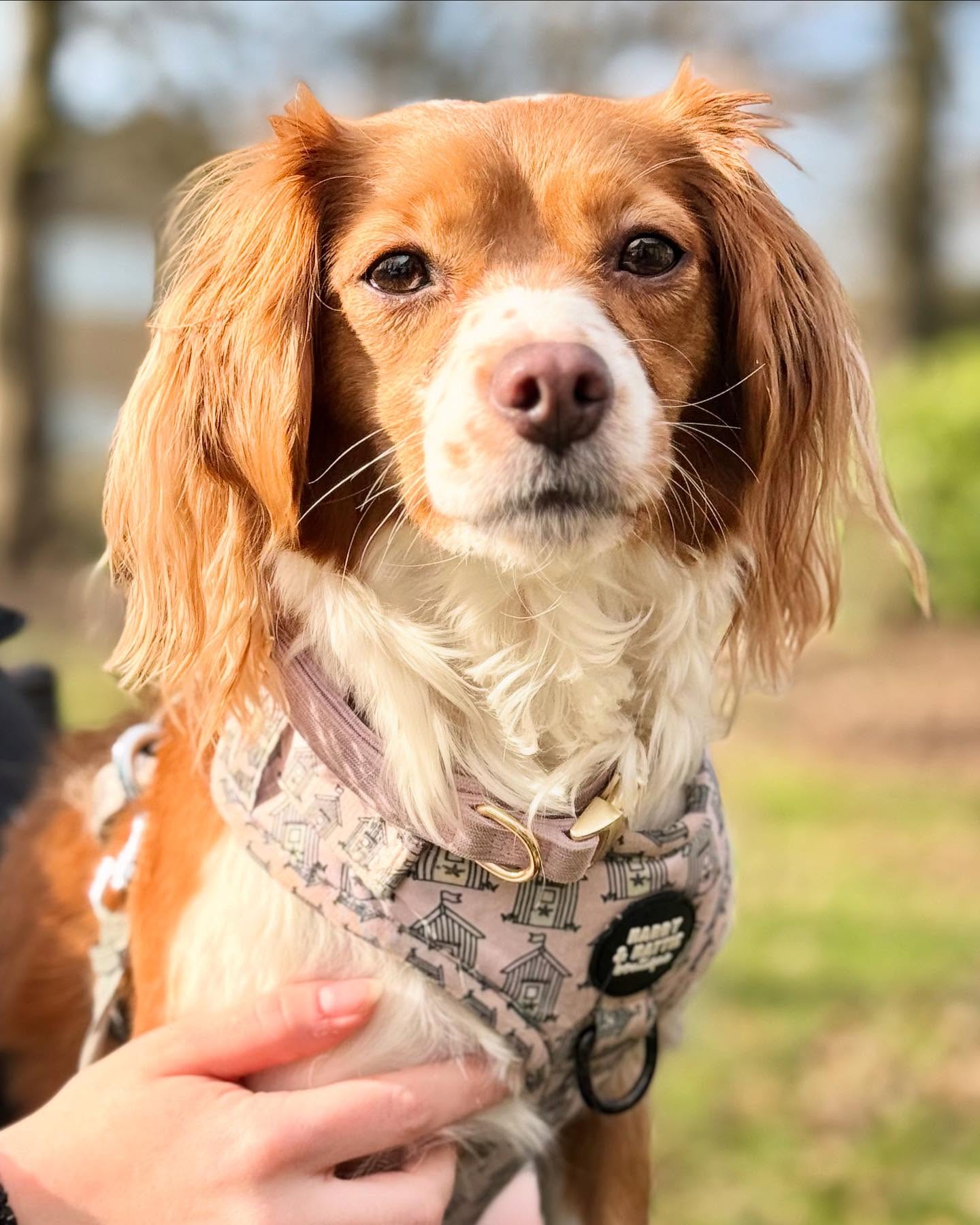 Sun’s out ☀️….Treacle (and her humans) cannot get enough!🕶️🐾
We only have 2 slots remaining today:
4pm - 5pm (up to 5 dogs) £10
5pm - 6pm (up to 5 dogs) £10
Book now and don’t miss out! 🐶
#booknow #dog #walk #dogfield #dogpark #halifax #southowram #puppy #myfriend #yorkshire