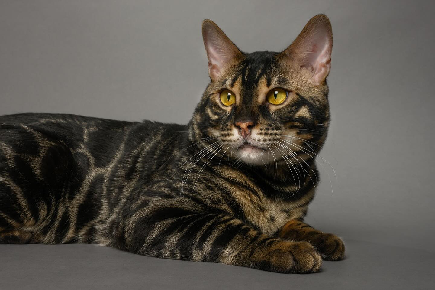 Introducing our new King, CH Superiorbg Bagheera 🖤
•
•
•
#bengal #bengalcat #bengalkitten #bengalbreeder #tica