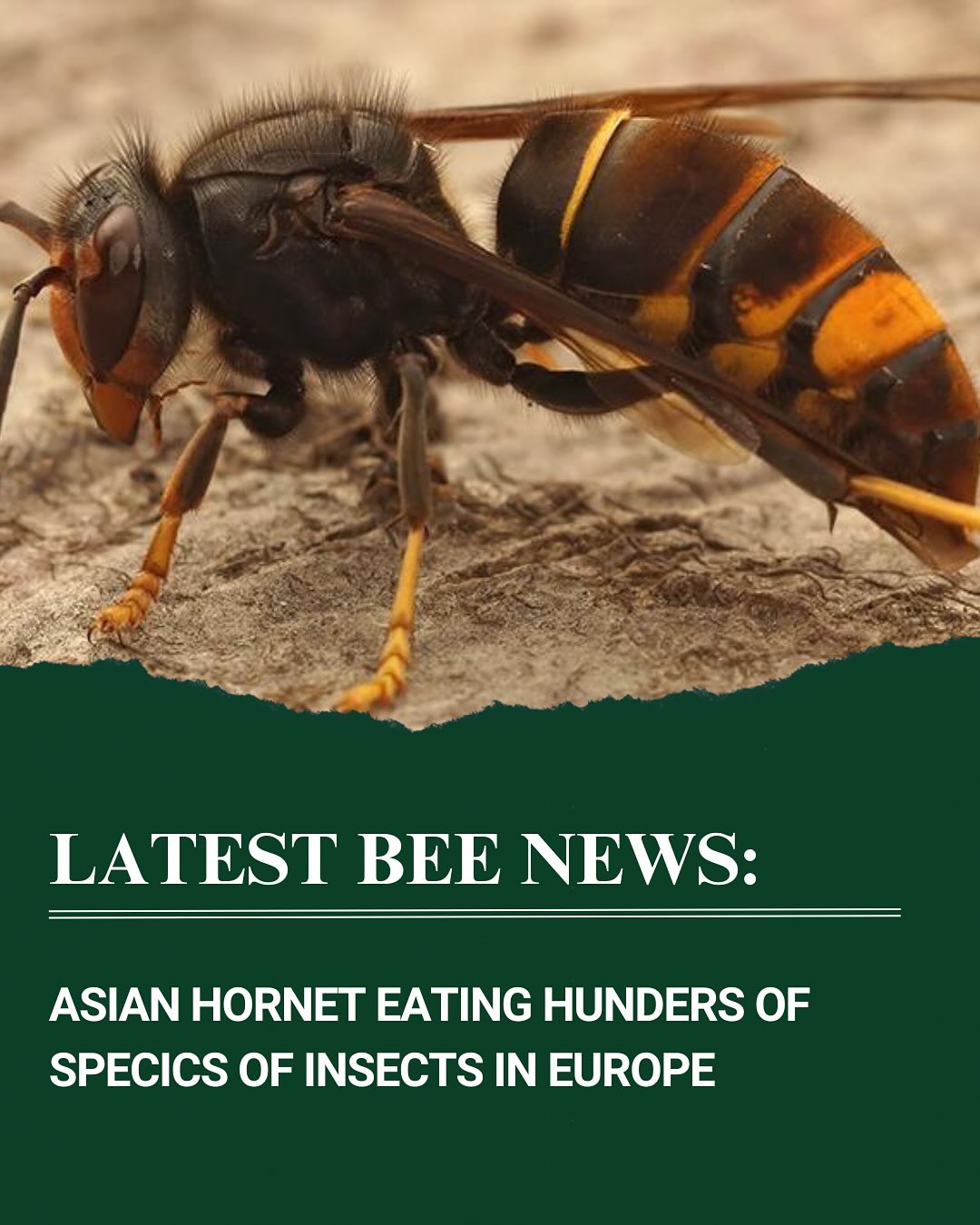 Invasive Asian Hornet Threatens European Ecosystems 🚨
A recent report from The Guardian highlights the alarming impact of Asian hornets across Europe. These invasive predators are consuming hundreds of insect species, including essential pollinators like bees, posing a serious threat to biodiversity and food security 🐝⚠️
With populations expanding, it is crucial for beekeepers, conservationists, and the public to stay informed and report sightings to prevent further ecological damage.
🔗 Read more in The Guardian
Early detection is key to controlling their spread 🌍🐝
#AsianHornet #InvasiveSpecies #SaveTheBees #BeeConservation #BiodiversityCrisis #ProtectOurPollinators #BeekeepingLife #WildlifeThreat #EnvironmentalAwareness #TheWarmerFamily #StopTheSpread #PollinatorsMatter #ProtectTheBees #EcoAwareness #ClimateCrisis #SustainableLiving #NatureAtRisk #WildlifeConservation #SaveOurBees #ThreatenedSpecies #BeeProtection #BeekeeperLife #ProtectBiodiversity #EcoFriendlyLiving #BeekeepingCommunity #EuropeanWildlife #BeesInDanger #ActForNature #ConservationMatters #WildlifeAtRisk