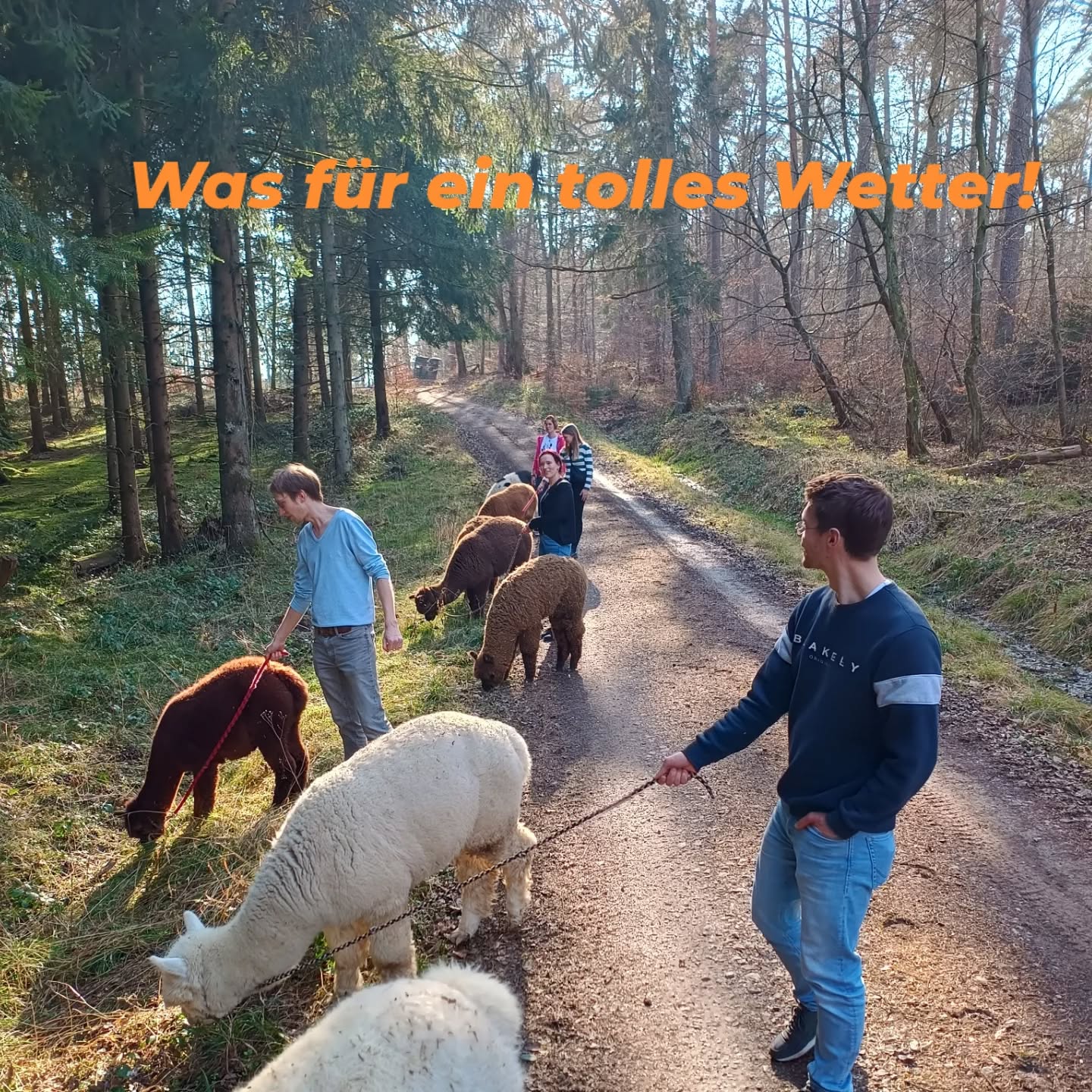 So ein tolles Wetter, so nette Gäste auf der Wanderung und glückliche Alpakas bei den @obstwiesen.alpakas ! Was will man mehr? 😍😍🦙🦙🔆🔆
#alpaka #sonnenschein #frühling #eifel #obstwiesenalpakas #pepperdasobstwiesenalpaka #wandern #wald #alpakawandern #alpakasofinstagram #alpacasofinstagram @obstwiesen.alpakas