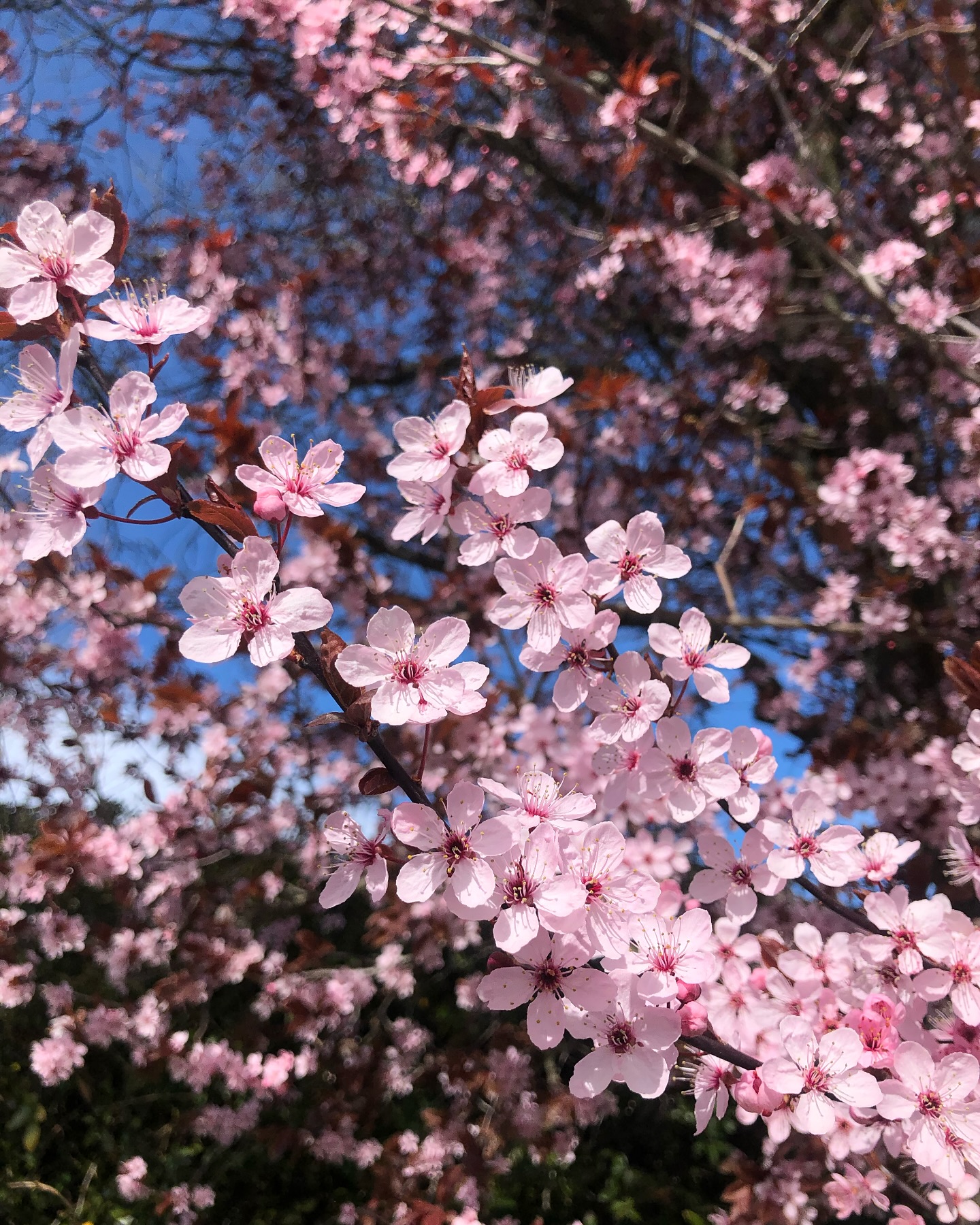 We have such distinct seasons in the beautiful place we call home, and it was a joy to be in touch with that this winter through the Douglas Fir and Cedar pedicure. The transition into a new season always brings fresh inspiration, and I’m excited to soon be sharing my next seasonally inspired offering with you — one designed to embrace renewal by releasing tension and hitting the reset button on our nervous systems. New beginnings are just around the corner! 🌸 💓 -C