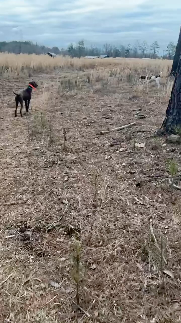 Backing taught from upwind.
.
.
.
#schillingsgundogs #schillingsgundogstraining #sgdtraining
#uplanddogtraining #uplanddogtrainer
#gundogtraining #gundog #birddogtraining #birddog #retriever #retrievertraining