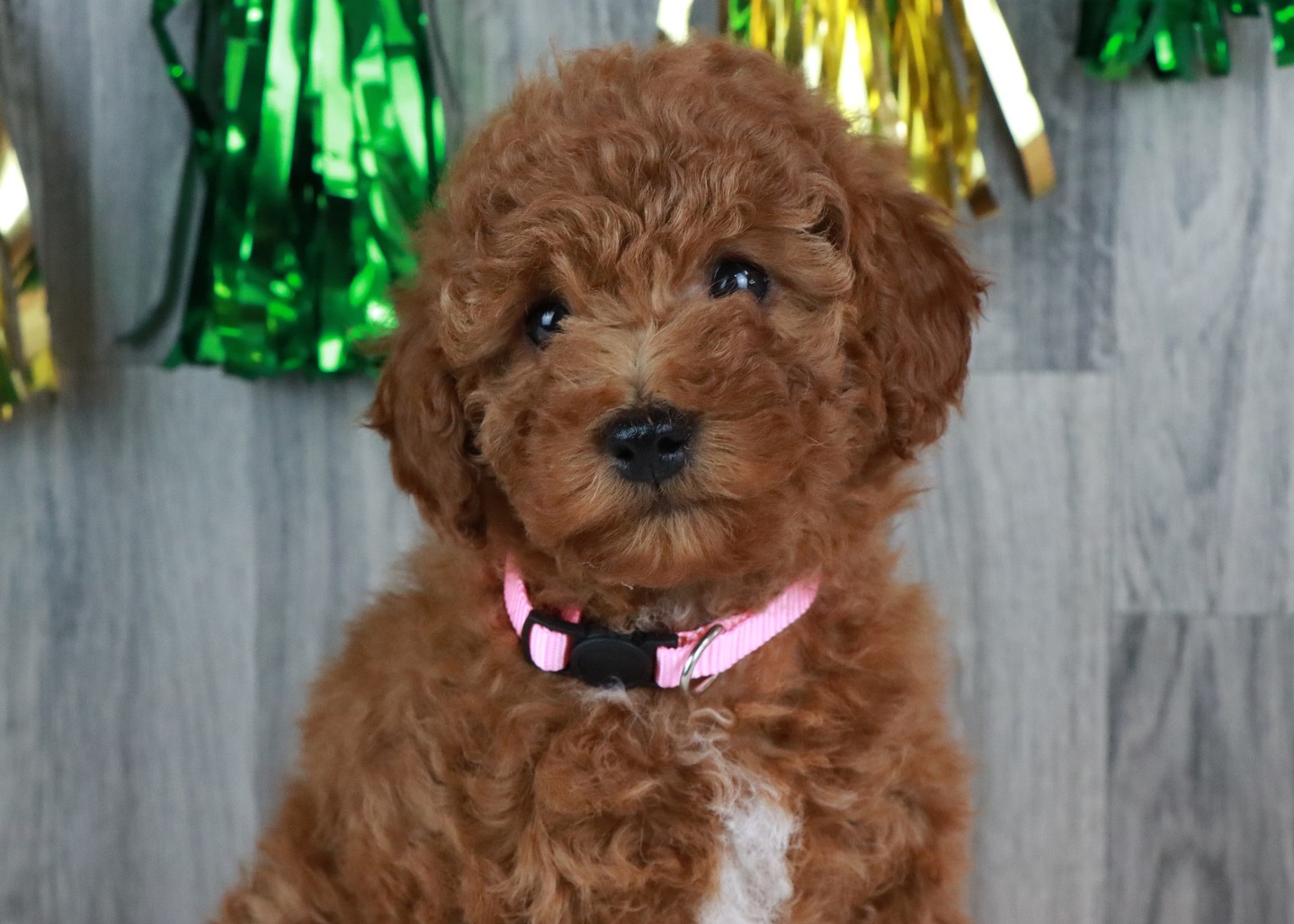 Haven is such a Teddy Bear! She had so much fun taking some St Patricks day pictures! ☘️ 🌈 💛 ➡️ https://www.pawprintcompanions.com/product-page/haven-mini-golden-doodle #minigoldendoodle #minigoldendoodlepuppy