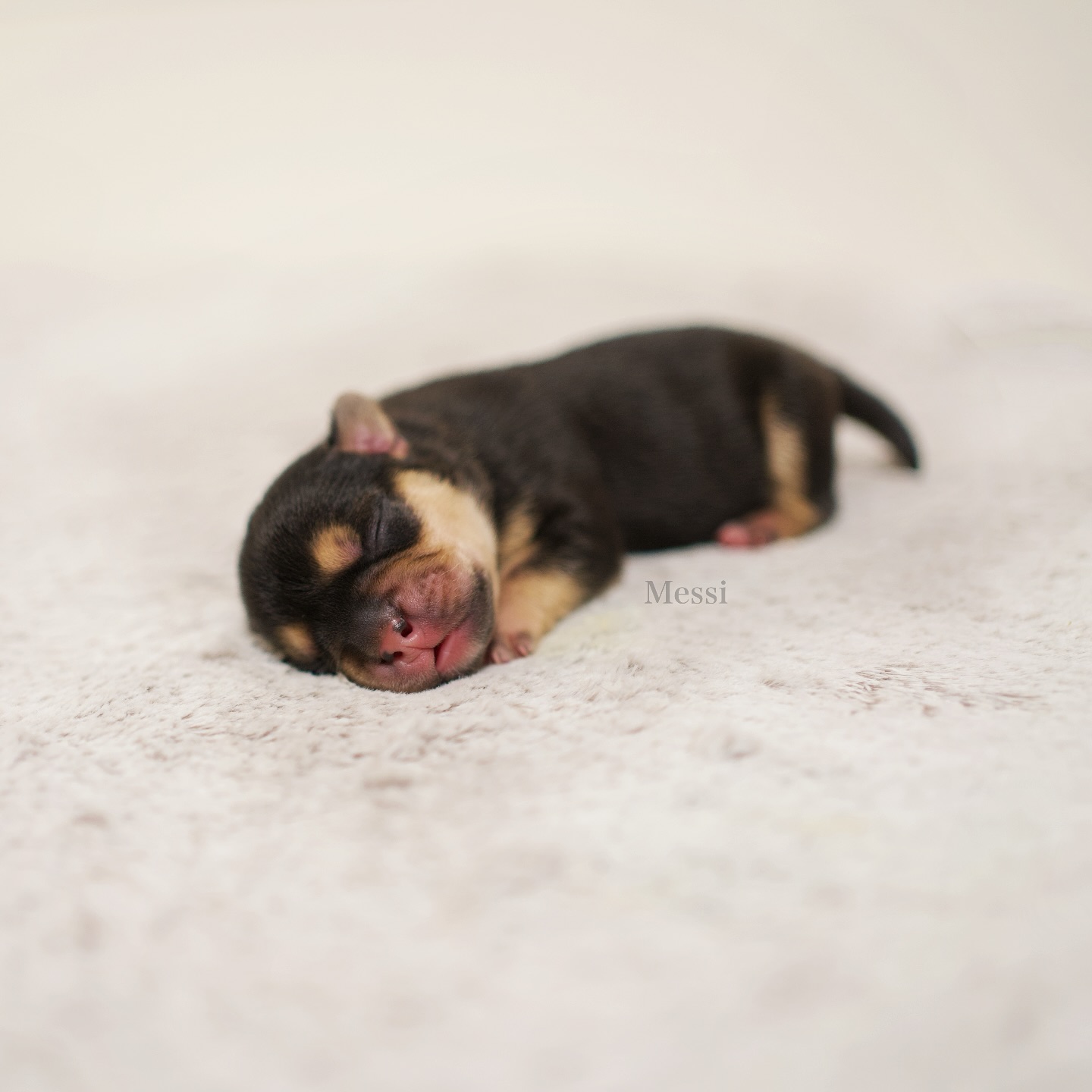 Willkommen, kleiner Messi! ⚽🐶
Schon im Bauch wurde fleissig Fussball gespielt – da war klar, dass einer Messi heissen muss! 😂 Ob er auf vier Pfoten genauso flink ist wie sein Namensvetter? Wir sind gespannt! 🤩 Geboren mit 256g als dritter im Wurf, bringt er mit seiner beeindruckenden Black Tan-Zeichnung echten Kontrast ins Spiel. Ein Junge des Kontrasts – und vielleicht auch der grossen Fussballkunst! 💪🏼
Wir sind gespannt, wie sich dieser kleine Star entwickeln wird😍⚽🐕
#AlphaBully #sportlichebulldogge #französischebulldoggen #bulldoggswithnoses #bullymitnase #healthyfrenchie #frenchiesofinstagram #sportlichefrenchies #nasenbär #retrofrenchie #huskyfrenchie #französischebulldogge #französischebulldoggedeutschland #französischebulldoggeschweiz #bullysmitnase #frenchiebreeder #bulldoggezüchter