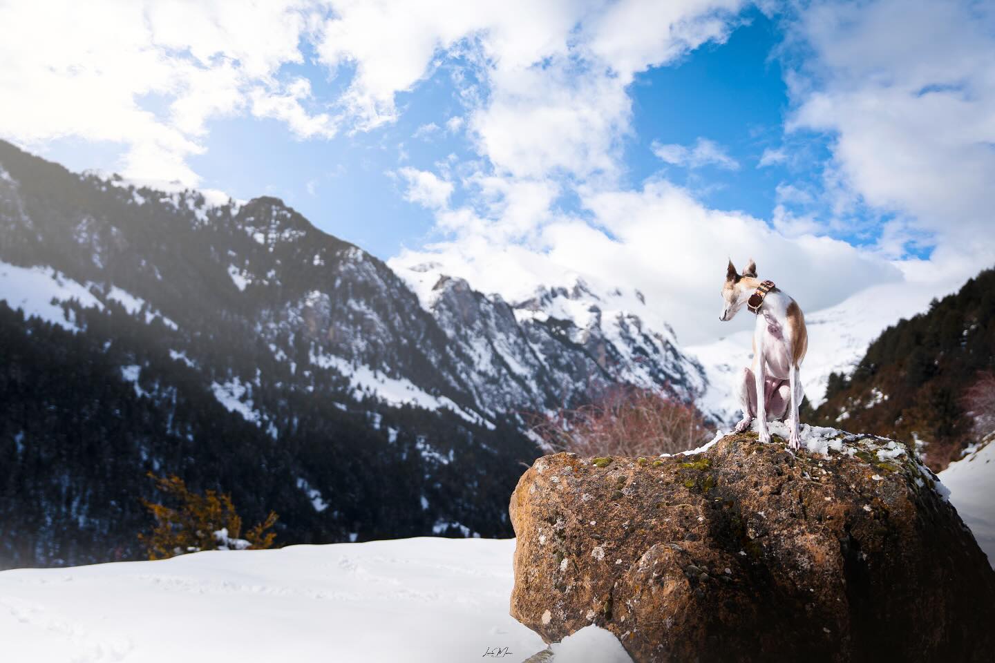 La fotografía canina con paisaje (contexto) es, en mi opinión, de las más complicadas que hay y que yo misma sigo aún intentando dominar. Aunque hay que decir que es, sin duda, la más satisfactoria de todas.
Los perros son sujetos que dependen del contexto. Aunque considero precioso el retrato, dice mucho del sujeto y de su naturaleza el paisaje que le rodea. Es muy complicado balancear perro-paisaje y que ambos sean protagonistas de una imagen por lo que en cuanto a composición me supone un reto bastante grande😅
Comerse el coco pensando dónde vas a colocar al perro es desde luego un must y, muchas veces, no queda como nosotros pensábamos (el perro queda demasiado pequeño o demasiado grande, cómo es el caso de esta foto).
Aún así, esta es Suria en el corazón del Pirineo Aragonés y no darle la importancia que se merece a este paraje me parecía un crimen🏞️
#dogphotography #dogphotographyobsession #dogphotographer #fotografiacanina #fotografodeperros #fotografiaperruna #whippetespaña #sonyespaña