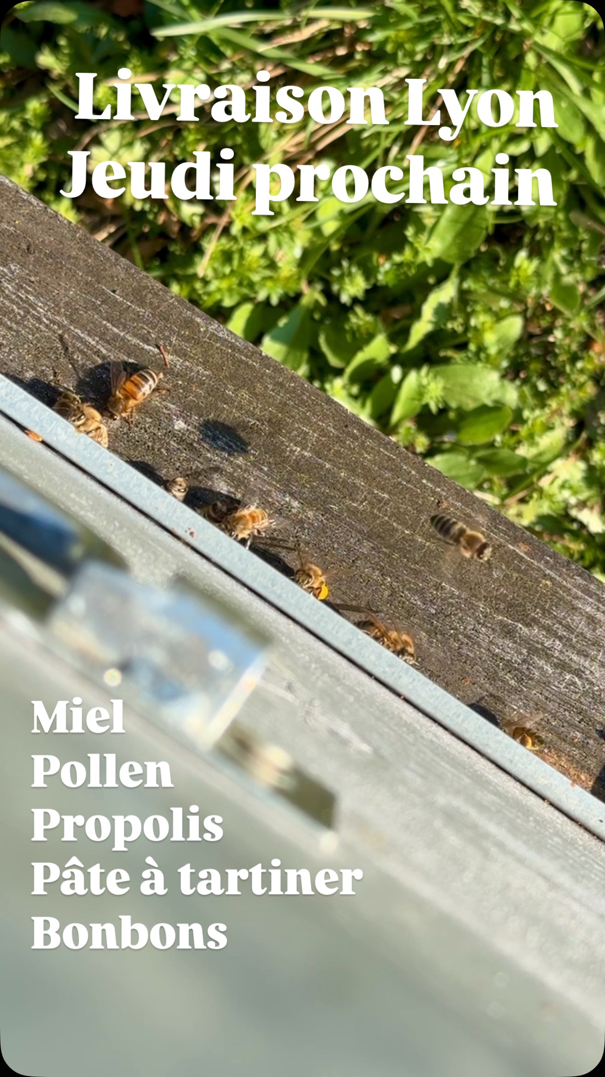 Lyon Lyon Lyon 🍯
Prochaine livraison de miel et autres produits de la ruche JEUDI 20 MARS.
Prise de commande avant mercredi 17h via le site sécurisé en bio.
Pas de commission. Pas de frais de livraison 🐝
@cave.afkraft @torrefaction.papillons @cavavinlyonmonplaisir
#lemielremyglaise #auvergnerhonealpes #apiculture #foodstagram #miel #foodies #foodie #lyon #lyonnais #beekeeping #lyonfoodlover #abeille #onlylyon #lyon7 #lyon9 #lyon8 #farm #producteur #livraisongratuite #nature #healthy #healthyfood #lyonfrance #lyoncity #spring #printemps