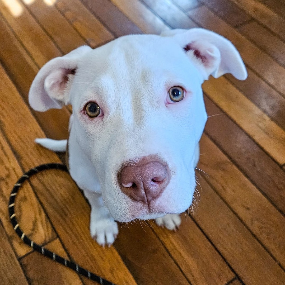 Spring break is around the corner—get your pup booked for Board & Train!
Our Board & Train program is the perfect way to set your puppy set up for success. Whether you're tackling basic obedience, confidence building or socialization, we provide a structured, hands-on approach to help them thrive.
Spots for spring fill fast—get your booking request in now to secure your pup’s stay! 📅🐾