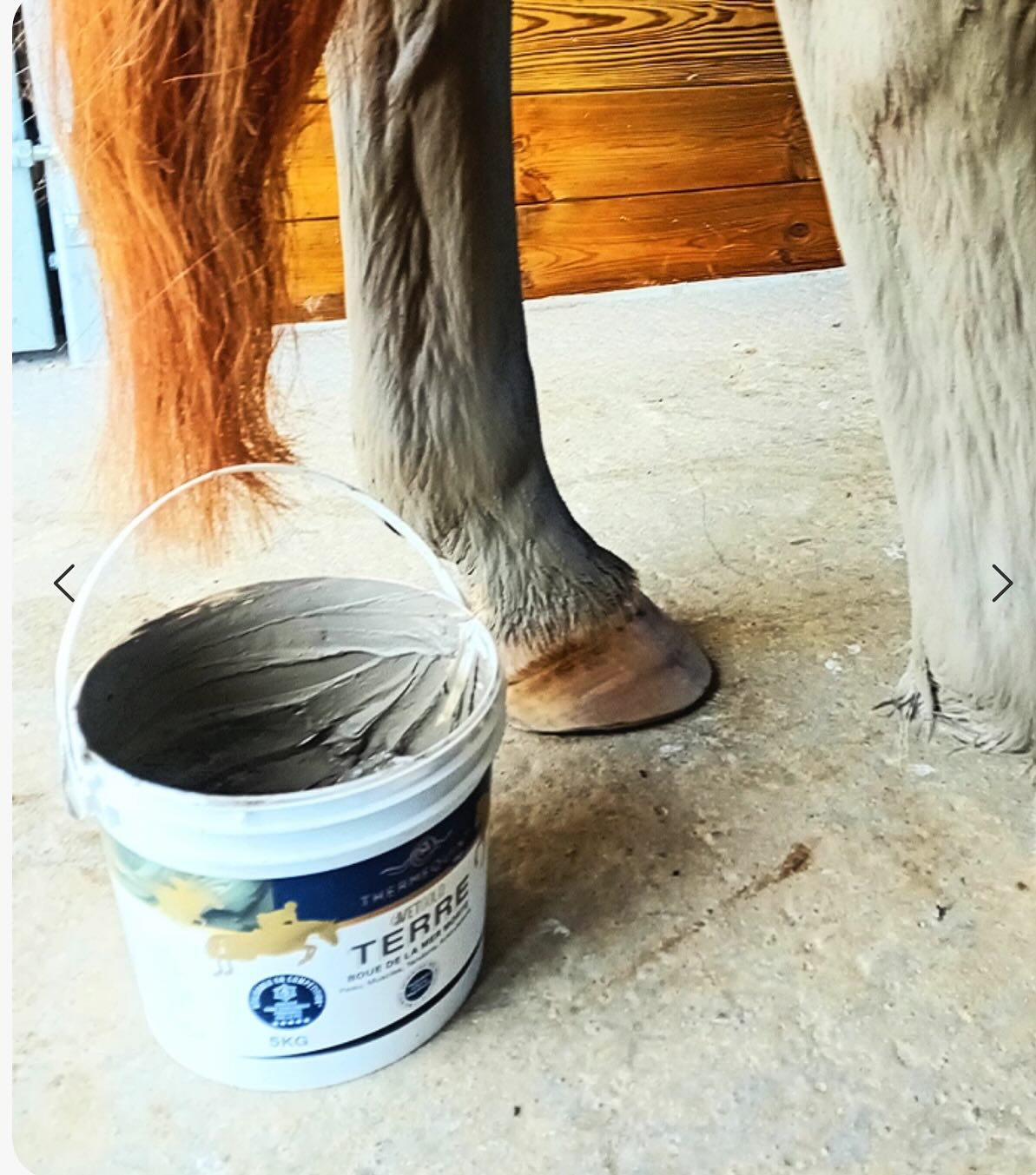 Boue de la mer Morte pour chevaux
Dix fois plus riche en substances minérales que l’eau des autres mers, la Mer Morte apporte des bénéfices uniques pour l’organisme, notamment pour la peau.
Cette boue, qui n’est ni de l’argile, ni de la boue marine (pas d’iode), est très intéressante car extrêmement polyvalente.
Elle permet de régénérer les tissus et sera à la fois bénéfique pour la peau, les tendons, les muscles et les articulations.
La boue de la Mer Morte cible la récupération des membres après l’effort; évite les engorgements, soulage les douleurs musculaires et articulaires (arthrose), soulage les peaux irritées et les démangeaisons, soutien en cas de fourbure.
Elle soulage toutes les parties du corps de votre cheval : engorgements, inflammations péri tendineuses, douleurs musculaires et articulaires, démangeaisons, piqûres d’insectes, dermite, pourriture des fourchettes.
Elle est efficace à toutes les phases de soin : préparation, prévention, récupération, réparation.
Disponible en format de 1,7 ou 5 kg.