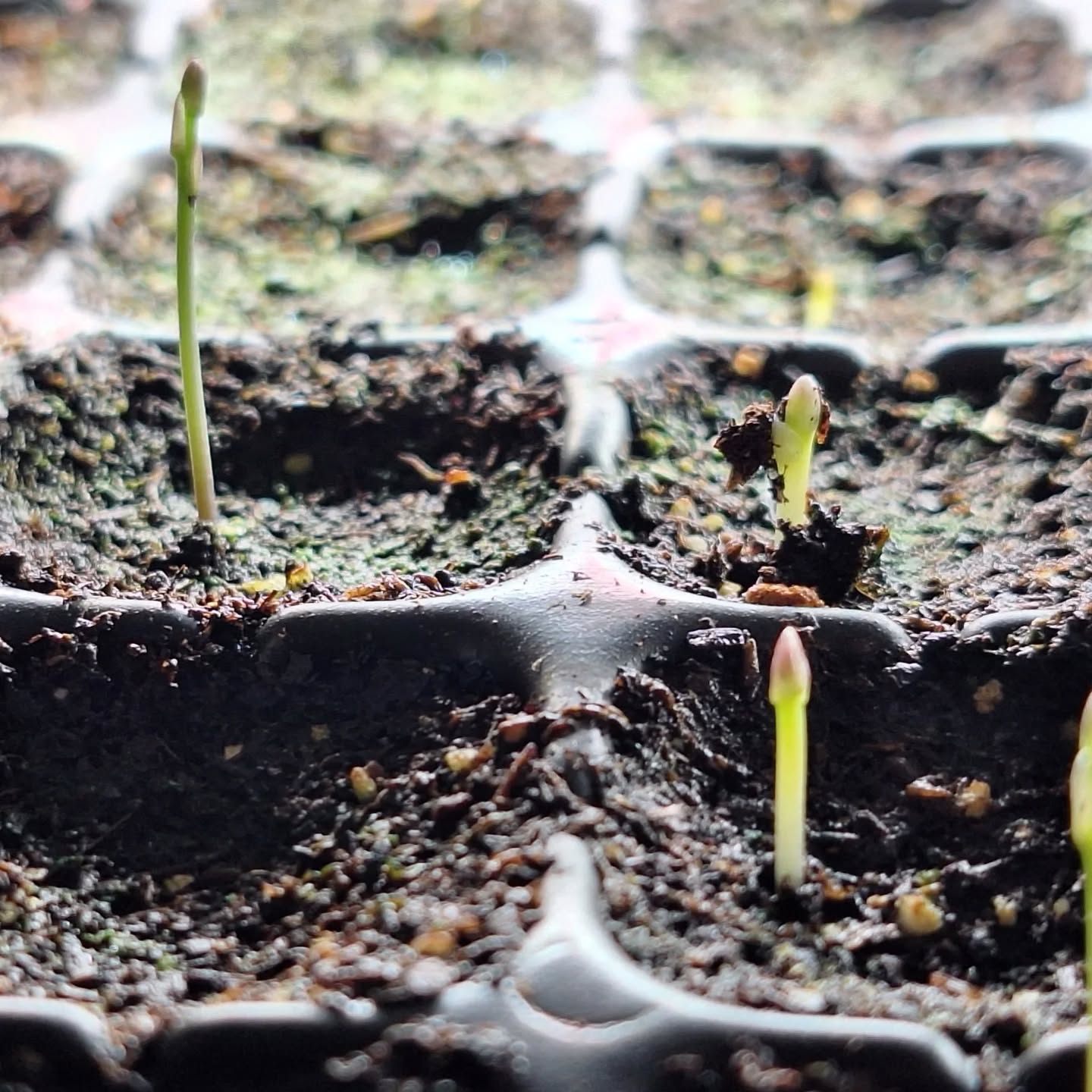 Asparagus seedlings are really cute.
.
.
.
.
.
#springasparagus #growingasparagus #mainegrown #mainefarming ##mainefarmersmarkets #womanfarmer #sustainablefarming