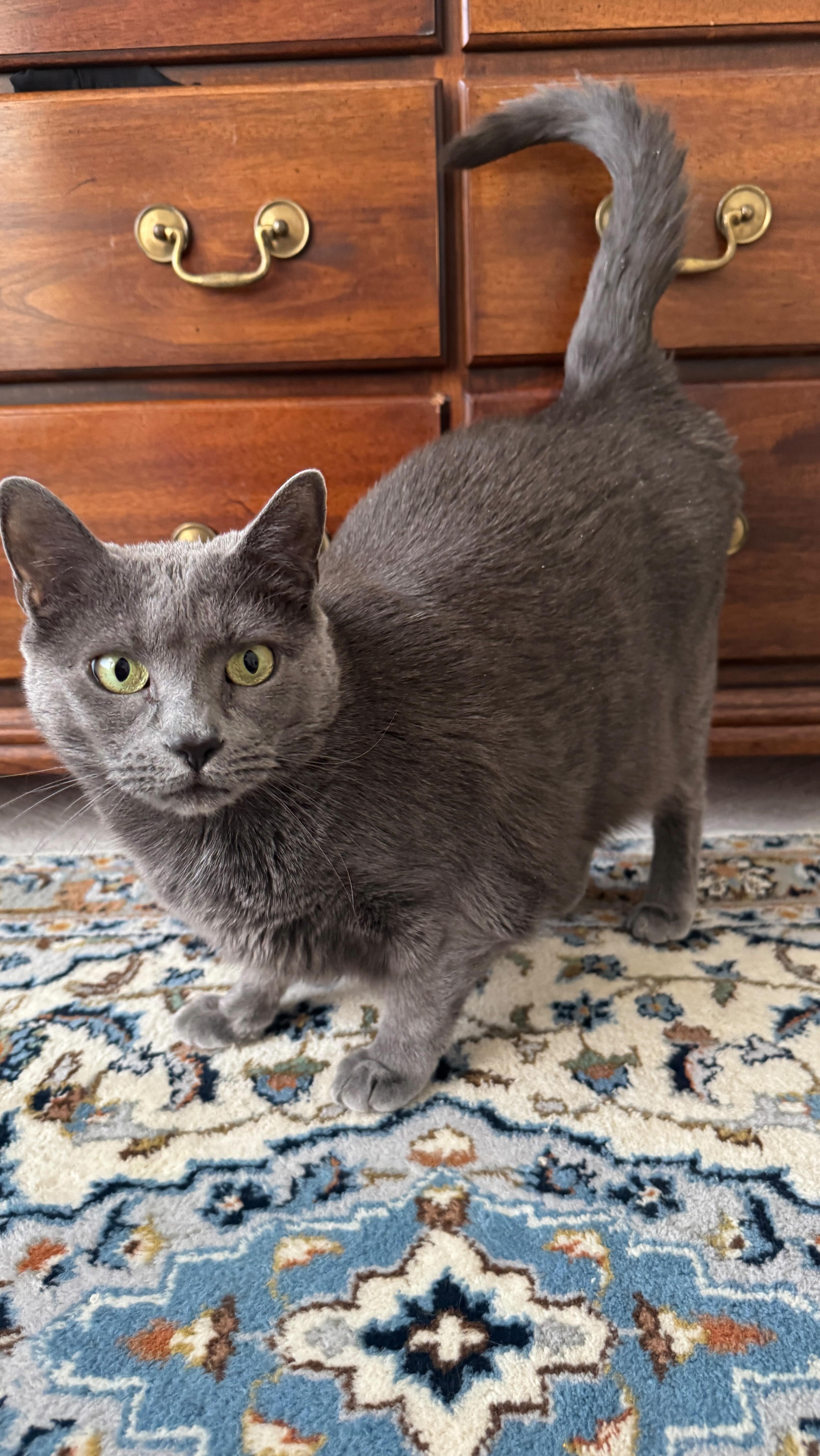 Is there a better way to spend a Monday? Luna doesnโt think so! #Purr #lovecats #delaware #content #nomoremondayblues