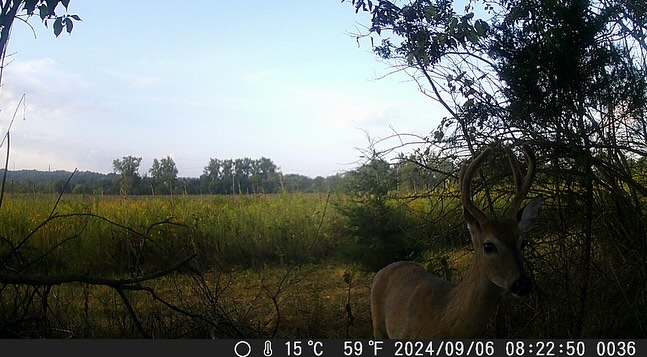 Some buck footage from our trail cams 🦌 #TrailCamFriday