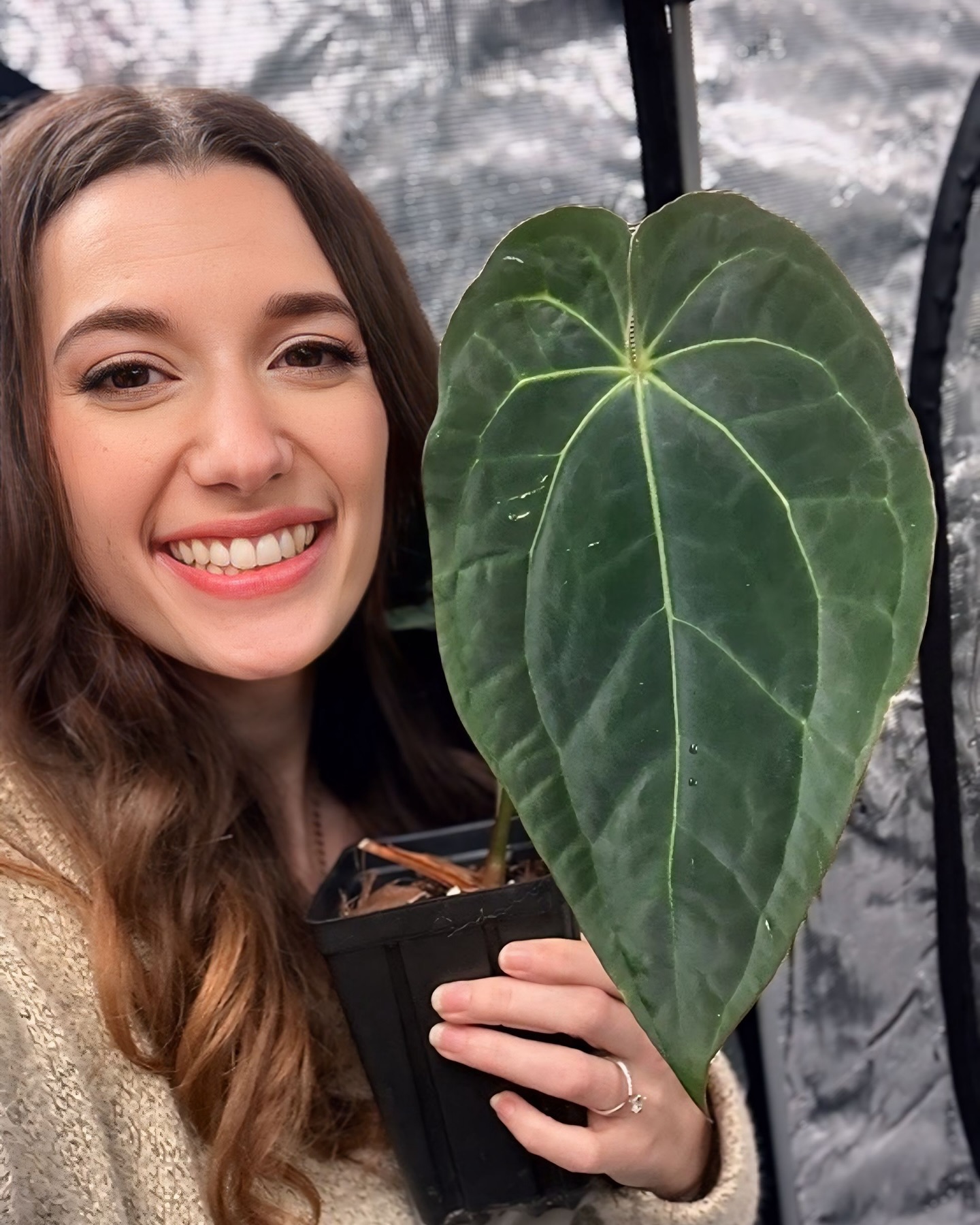A favorite in the tent today! Swipe for todays tent emergents 💚
#thevelvetjungle #anthurium #anthuriumlovers #rarearoids #indoorgreenhouse #inthejungle #themightyjungle