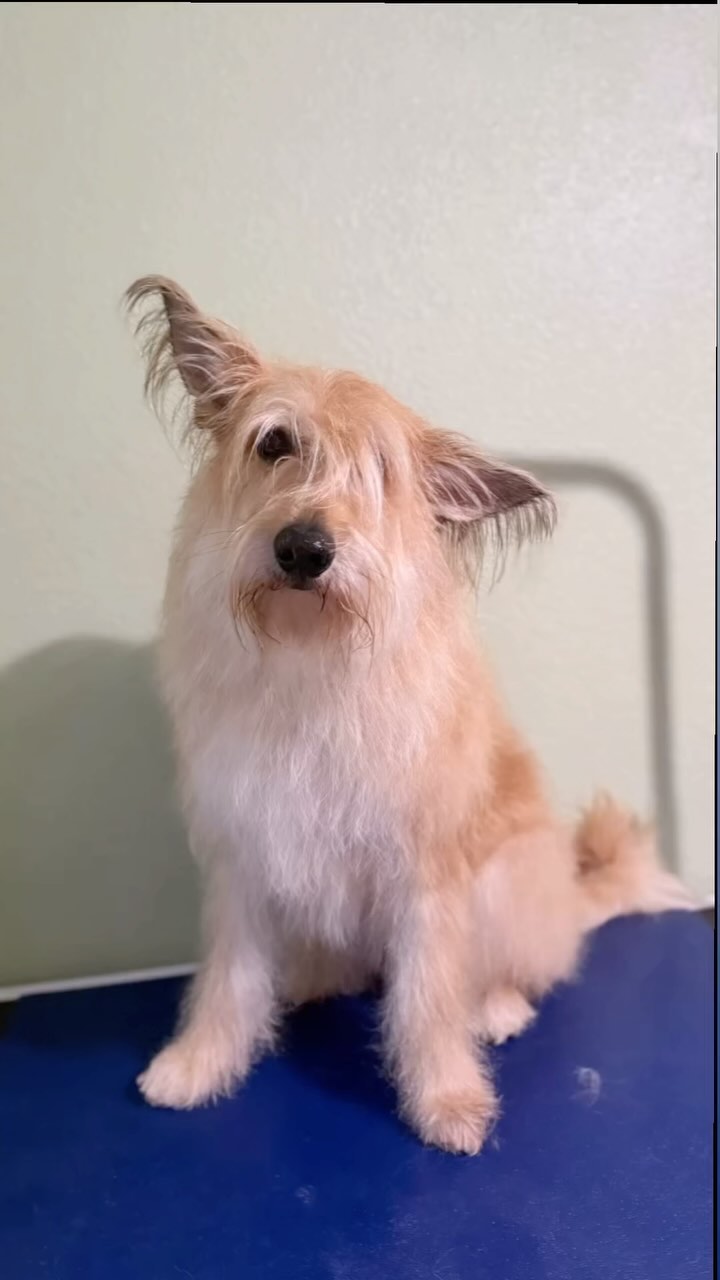 🍀It’s nearly St. Patrick’s Day here at Malory Grooms! 🍀
Did you know that regular grooming isn’t just about looking good — it’s about feeling good too? For double-coated breeds like Aussies and Picards, proper maintenance helps keep their coats healthy by reducing shedding, preventing matting, and maintaining their natural insulation.
A well-maintained double coat allows your dog to regulate their temperature better, stay comfortable in different weather, and avoid skin issues. Hand stripping, a technique used for certain wiry coats, also promotes healthy coat growth and texture.
So this St. Patrick’s Day, give your pup the gift of good health — because a well-groomed dog is a lucky dog! 🌈🐾
#StPatricksDay #DogGroomingTips #HealthyCoatHappyDog #FearFreeGrooming #MaloryGrooms