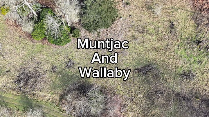A surprise encounter during a recent English survey we were not expecting footage of these two non-natives in the same frame, a Muntjac and Wallaby.
There are a number of Wallaby populations across the UK with the biggest concentrations on the Isle of Man.
#BHWildlifeConsultancy #BHWC #drone #dji #dronephotography #dronestagram #drones #droneoftheday #dronelife #djiglobal #aerialphotography #nature #djimavic #dronepilot #dronevideo #droneshots #dronefly #landscape #aerial #matrice #muntjac #wallaby #england