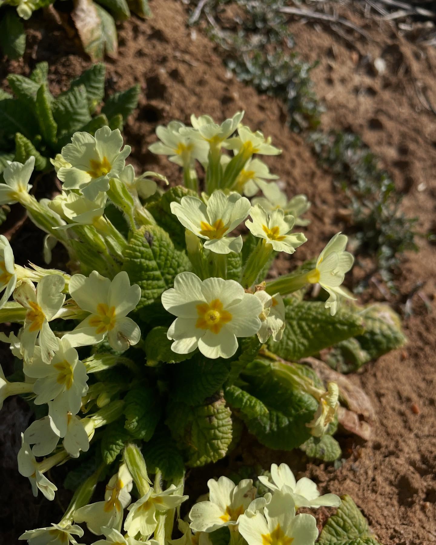 Coucou la primevère de printemps 🌼 @pma28_sas
