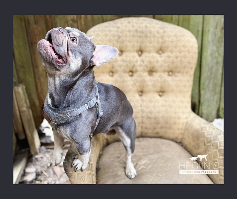 We are fully booked today!! Our four-legged VIPs have claimed their spots! 🎟️🐾
Don’t forget, weekday bookings are open - Book now to secure your space ✅
We can’t wait to see you soon! 🐶
#HappyPups #ParkAndPlay #VIPDogs