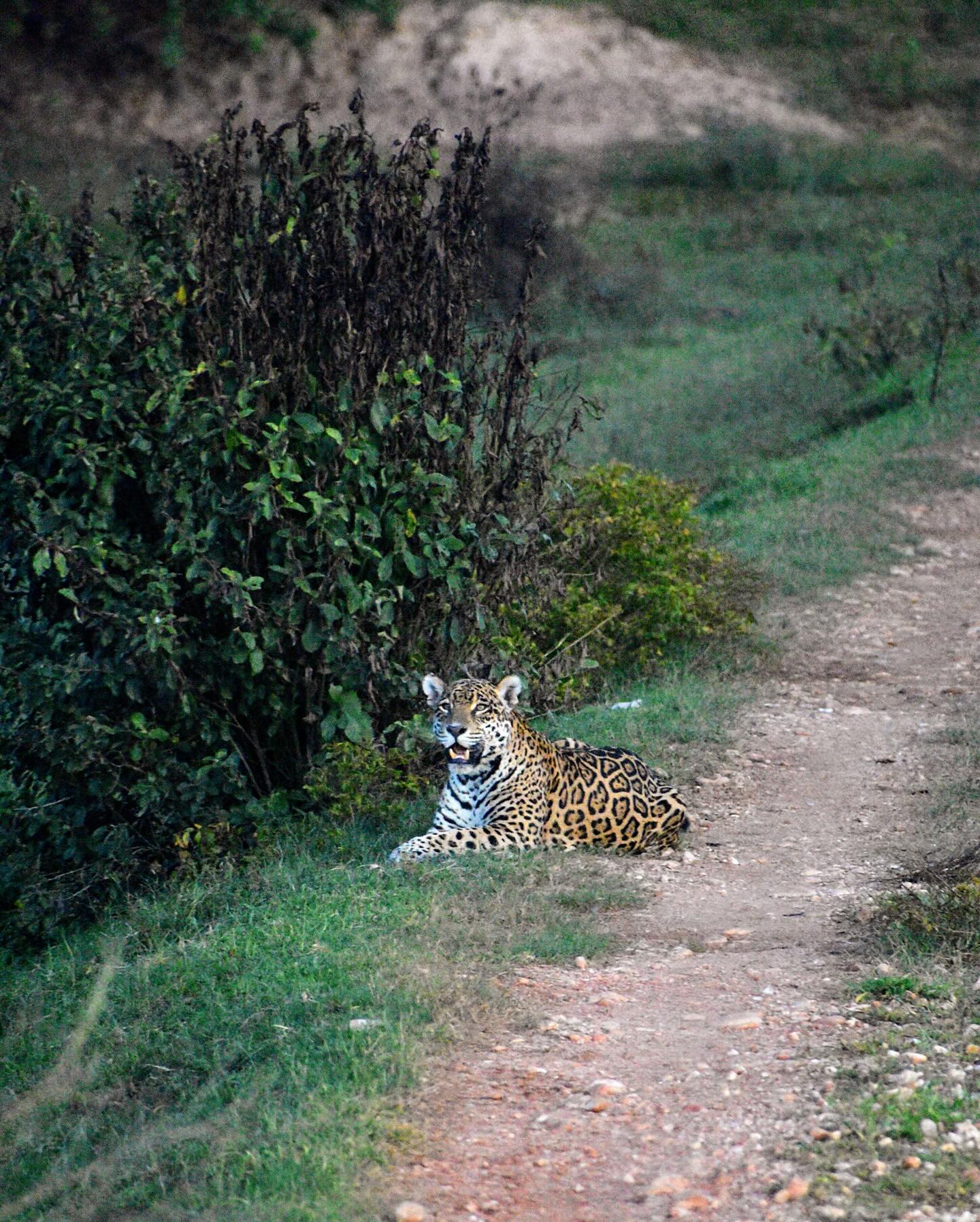 I’ve spent weeks in jaguar territory across Central and South America, but I’d never managed to spot one-until one evening in the Pantanal. As the sun was setting, I finally saw my first wild jaguar 🐆 . It was such an exciting moment that I will never forget!!
This is Nina, one of the well-known jaguars of the Pantanal. @paulraadc and @samucapelomundo have identified her multiple times, using camera traps and on-the-ground sightings to identify jaguars by their unique spot patterns. I was lucky to observe Nina in her natural territory, especially since it’s a tricky time of year for jaguar sightings! I will be smiling randomly about this moment for months moving forward 😃👍
#jaguar #wildjaguar #wildlife #bigcats #pantanal #mottogrosso #jaguarconservation #wildlifeconservation #safari #conservation #panthera #brazil #brazilconservation