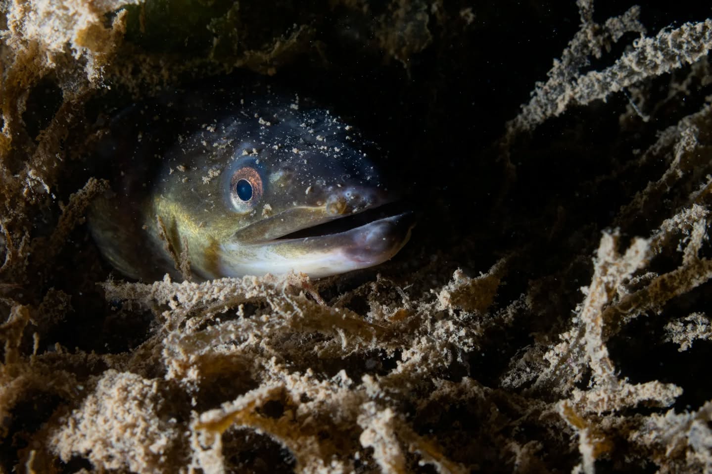 Looking back through some old photos from summer and found this common eel from a night dive
#underwaterphoto #ukdiving #underwater #underwaterworld #padi #photo #nauticam #nikon #nikoncreators #photographer #diving