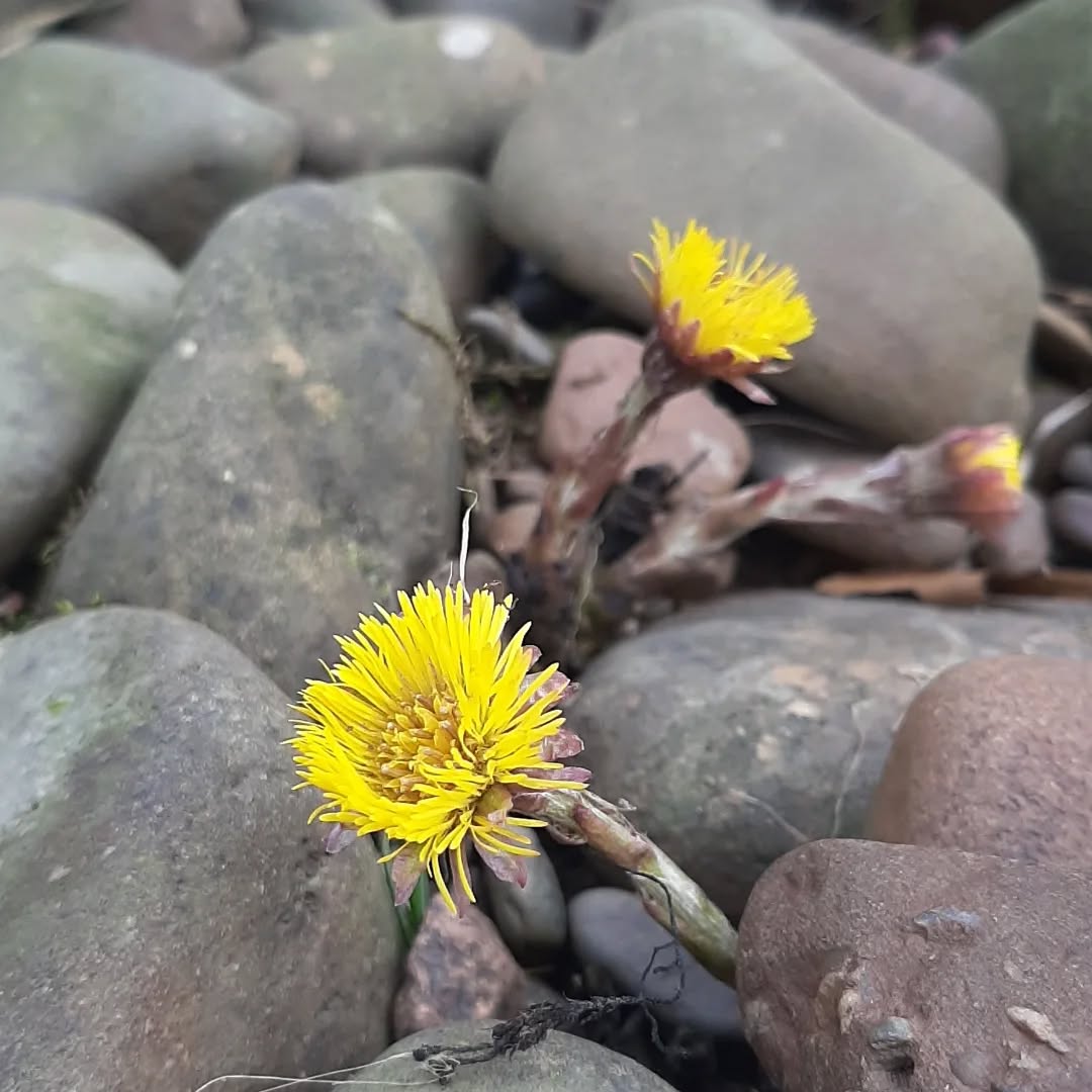 Take a short stroll around The Heart of the Glen and you will spot some little spring surprises 🌼
#heartoftheglen #primroses #wildflowers #scottishnature