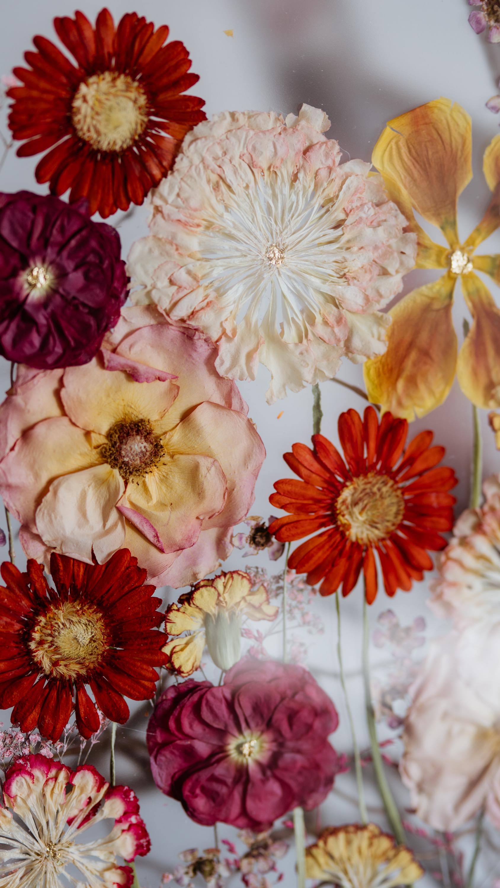 Wir hatten ein zauberhaftes Flower Power Style Shooting, aus dem ich euch nicht nur
mein Bild, sondern auch die tolle Arbeit aller Beteiligten präsentieren werde. Es wird bunt 💛🧡🩷💜
Model Couple / Konzeptidee/Planung: @junicou_
Eventplanerin/Orga: @white_moments_wedding
Fotografen: @studio.cari, @jny_photography_, @eyecatcherfotografie
@wiebkeundhenrik.fotografie @_fabigrafie_ _ @verena.wittwer.fotografie
Videograf: @schreiber_hochzeitsfilm
Kleider: @brautmodenfelice
Anzug: @junicou_
Schmuck: @dalou_jewelry
Location: @klosterkraul
Floristik: @floristik_heide_dath
Dekoration: @itsyourday.eventdesign
Papeterie: @demetra.Weddings
Visa: @makeuplenaspiller
Gästebuch: @die.wortschmiede
Brautstrauß verewigen: @ewigbluete
Gast/Hochzeitsgeschenke: @frau_filz_kpunkt1201
Traurednerin: @geschichten.im.Licht
Hochzeitsspiele: @wachshinaus
#ewigbluete #fulda #weddingbouquet #brautstrauß #weddingtime #wedding #bridalaccessories #wedding #hochzeitsfotografie #weddingbouquetpreservation #hochzeit2025 #hochzeitslocation #wedding2025 #weddingplanning #hochzeitsplanung #weddingpresent #brautkleid #blumenliebe #hochzeitsblumen #weddingplanner #weddinginspiration #weddingingermany #hochzeitstorte