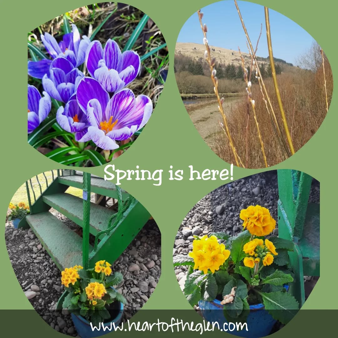 This wonderful spring sunshine is offering a promise of beautiful things to come 🌱🌷
#theheartoftheglen #nature #springiscoming #willow
#march2025 #dumfriesandgalloway #Glenkens #glamping