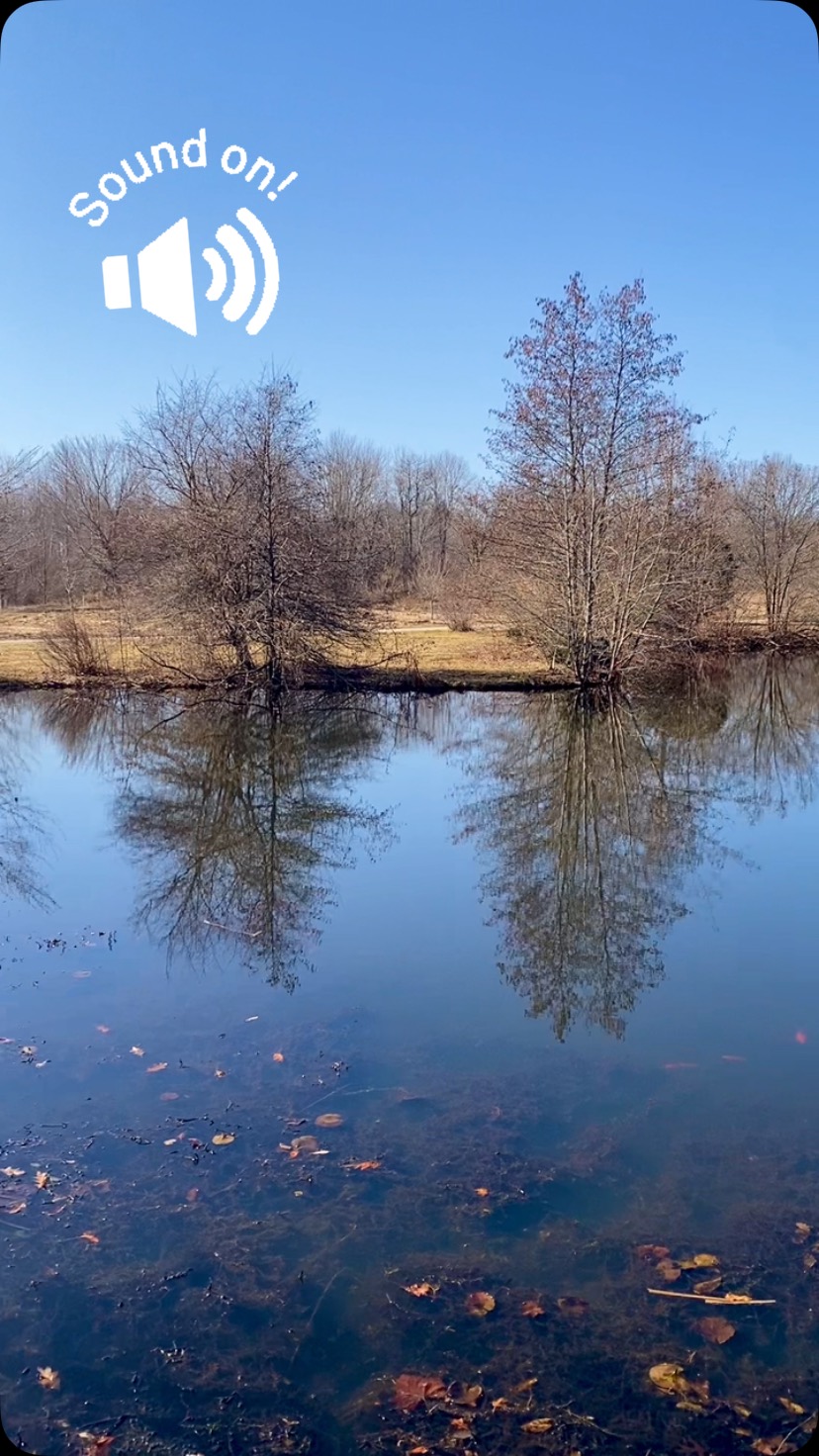 We may be in the in-between season but the birds are loud and proud! 🔊
#conneautohio #malekpark #ashtabulacountymetroparks #outside #spring #birds
