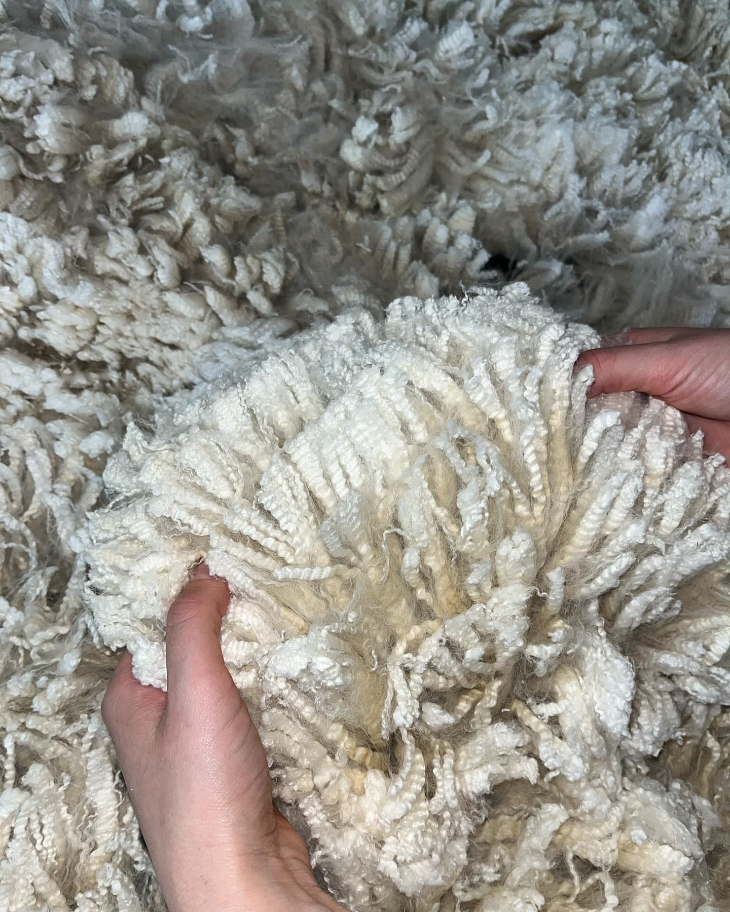 🏆📢Abbiamo una bellissima notizia da comunicare ✨
In questi giorni si sta svolgendo la WAC World Alpaca Conference in Germania.
All’interno di questo evento mondiale viene organizzato uno show di grande importanza, possiamo considerarlo un Europeo se vogliamo. Lo show della fibra aveva circa 300 fibre iscritte per essere giudicate da giudici internazionali ed essere premiate in questa gara.
Ebbene la nostra Valchiria Della Foglia ha ottenuto questi risultati:
VALCHIRIA DELLA FOGLIA
🥇1º posto Femmine White Junior
🏆COLOR CHAMPION WHITE FEMALE ( tutte le età)
🏆RESERVE GRAND CHAMPION ( su tutte le fibre presenti )
✨🏆E raggiungendo 89 punti é stata la fibra con IL PUNTEGGIO PIÙ ALTO DI TUTTO LO SHOW! 🏆✨
A tutti gli effetti quella di Valchiria è stata un’impresa incredibile, un risultato che non ci aspettavamo e di cui siamo molto orgogliosi.
Valchiria aveva una bellissima fibra silky che con il tempo si è trasformata in una fibra super organizzata e densa.
Siamo molto orgogliosi e anche un po’ increduli di aver vinto un premio così importante in Europa e nel Mondo ✨
#alpaca #alpacas #alpacalove #alpacafarm #alpacalovers #champions #alpacaitaliani #allevatoriitaliani #wac #worldalpacaconference2025