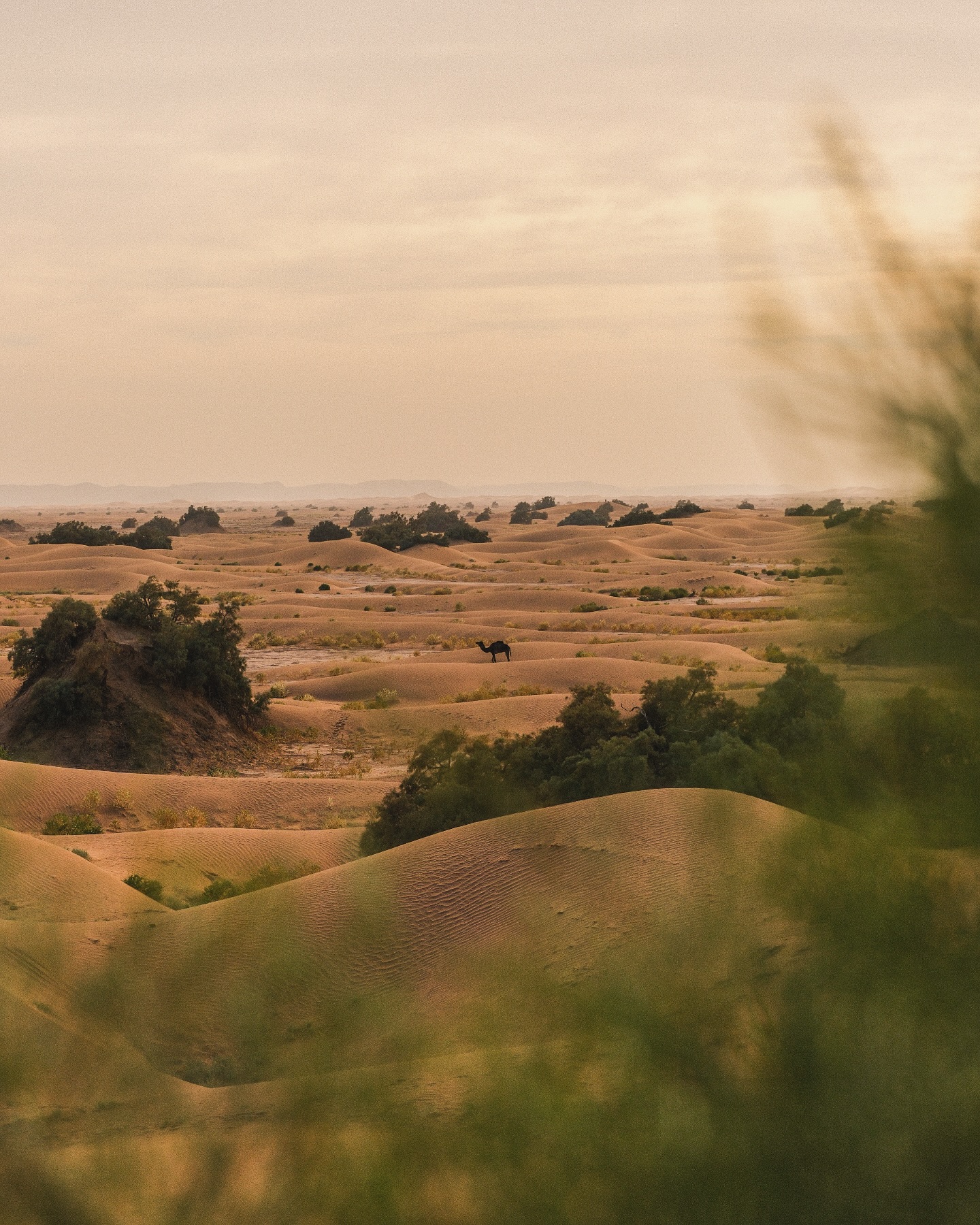 The art of noticing ~
In a world that moves too fast, the desert teaches us to slow down and find poetry in the pause - a lone silhouette, ripples in the sand, golden afternoon light casting long shadows across endless dunes.
What catches your eye today? ✨🐪