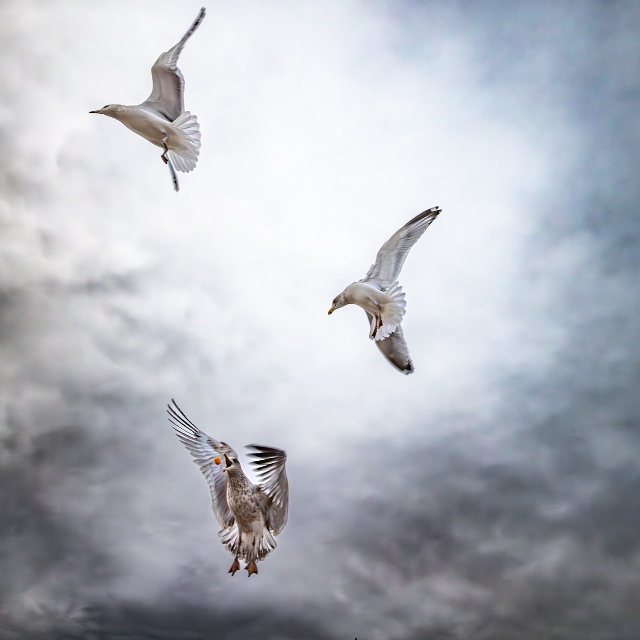 I'm thrilled to share that my photo, "Spinner's Gulls," has received an Honorable Mention at the Newburyport Art Association Photo Show!
This incredible exhibition, judged by the talented Cara Weston—granddaughter of the legendary Edward Weston—runs through March 29th.
It’s such an honor to have "Spinner's Gulls" recognized in this way. If you're in the area, I’d love for you to stop by and check out the show!
Thank you for your support and encouragement—it means the world to me. Congratulations to all of the talented winners 💙